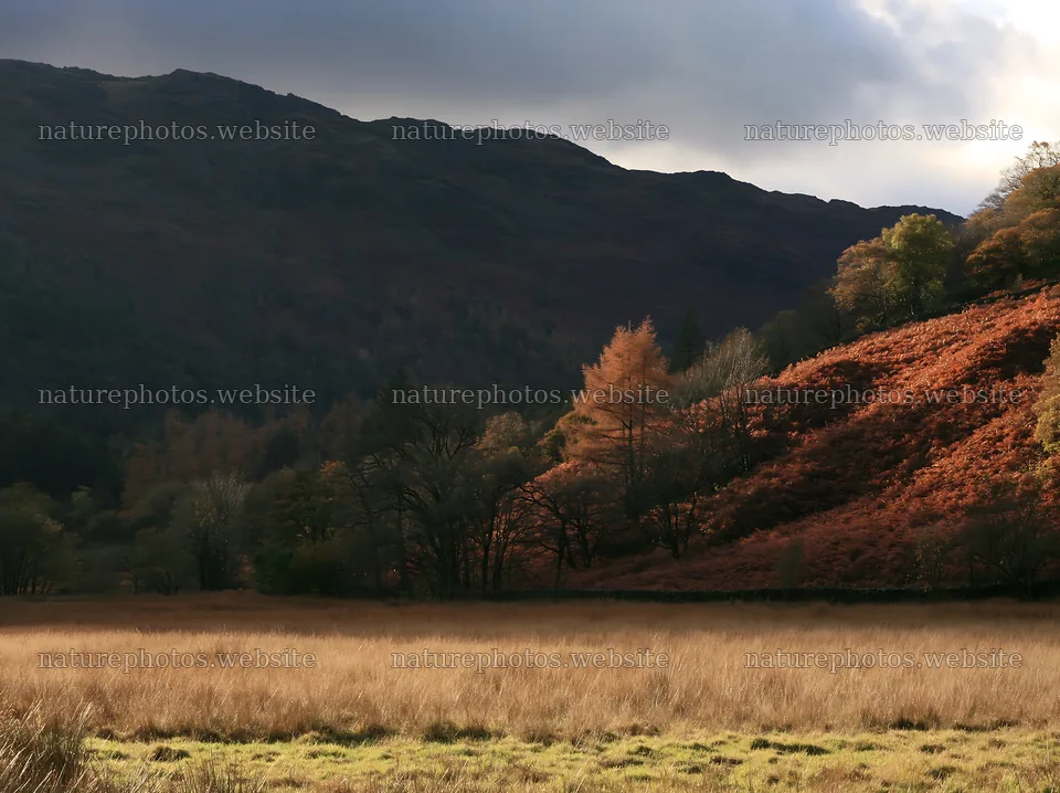 Autumn meadow with colorful trees and mountains in the background – nature photos 9174x6866
