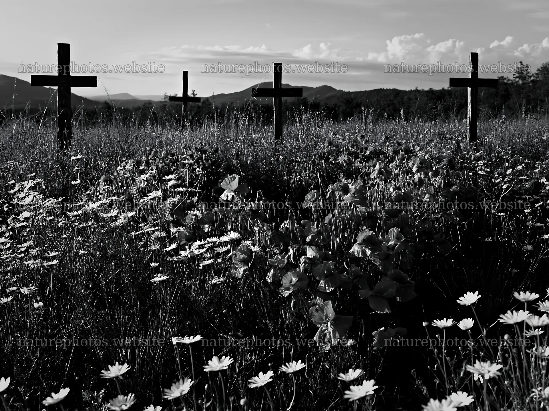 Wooden crosses in a meadow with flowers at sunset – nature photos 9174x6866