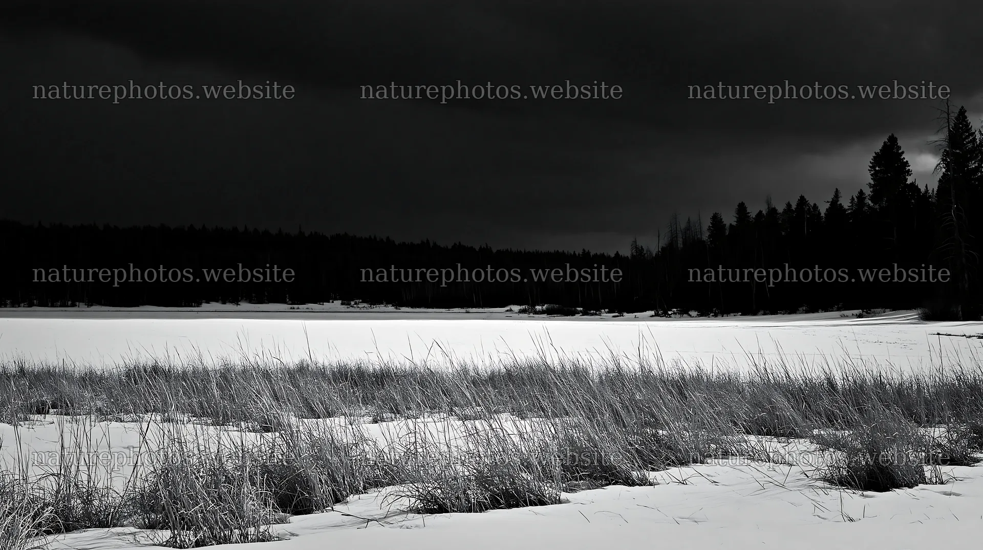 Snowbound meadow with dark skies and distant trees – nature photos 10608x5938