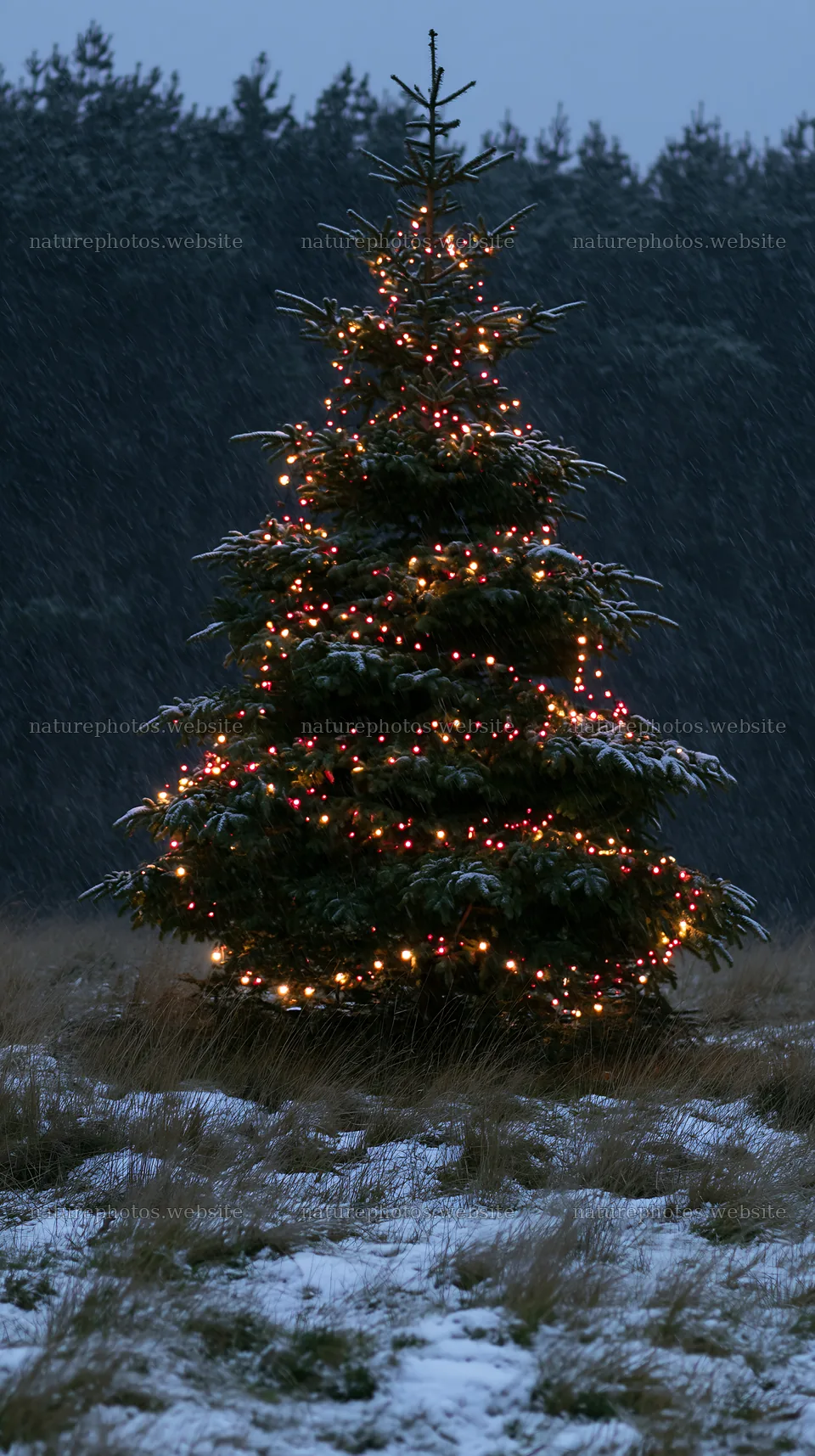 Decorated Christmas tree in snowy meadow at night – nature photos 5938x10608