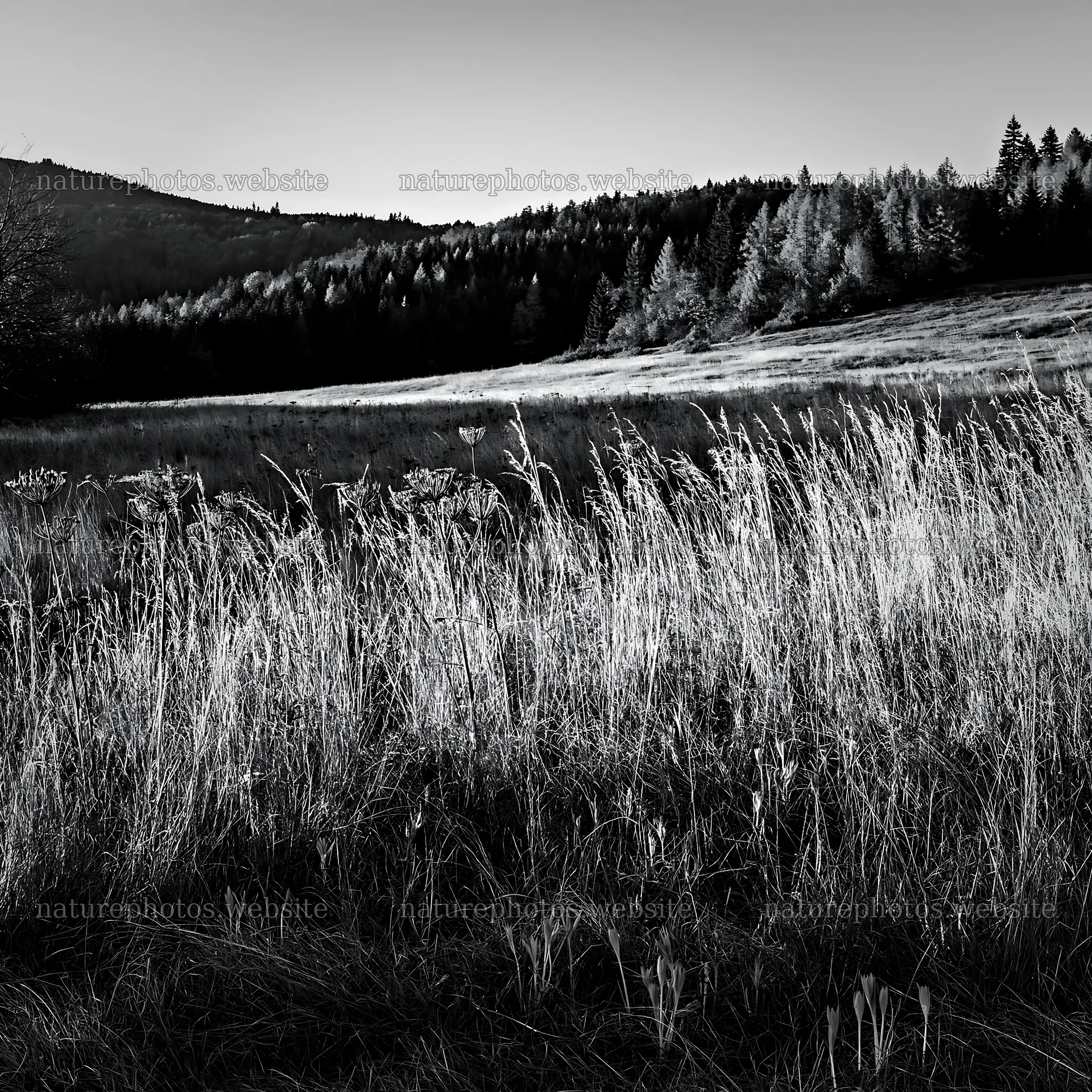 Slovak meadow in Carpathian valley during daylight – nature photos 7938x7938