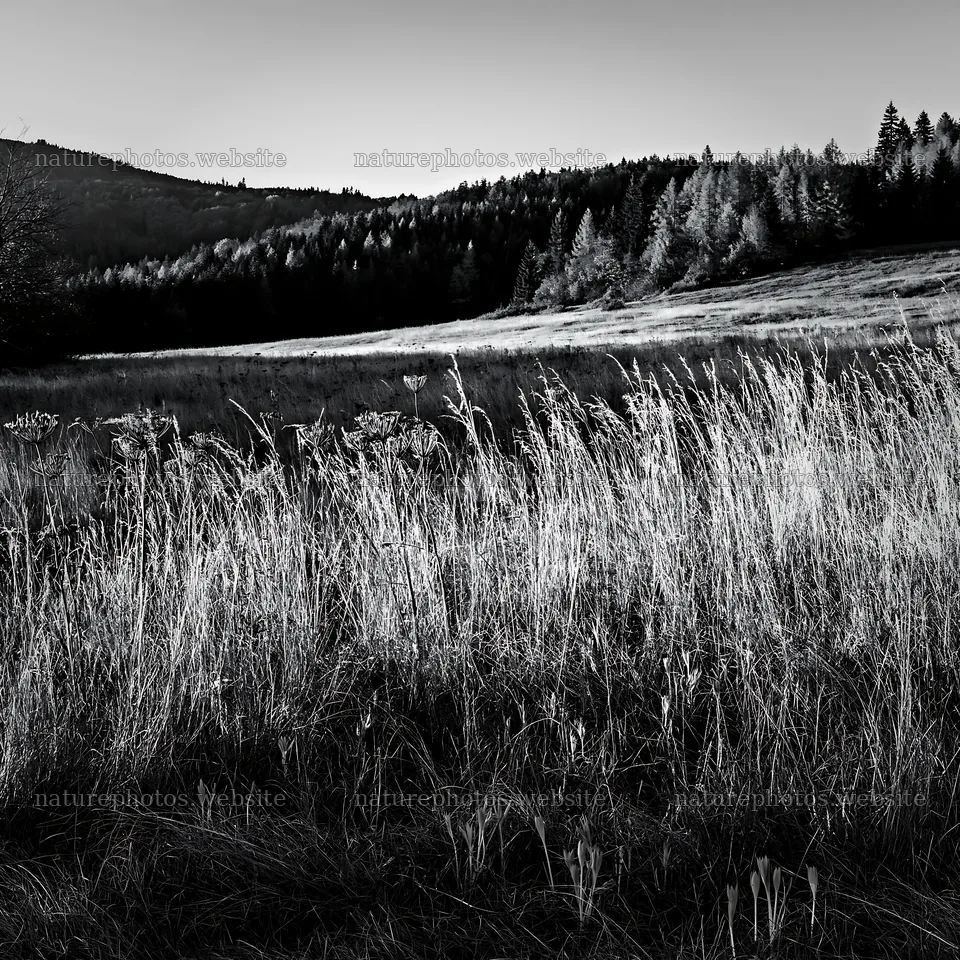 Slovak meadow in Carpathian valley during daylight – nature photos 7938x7938
