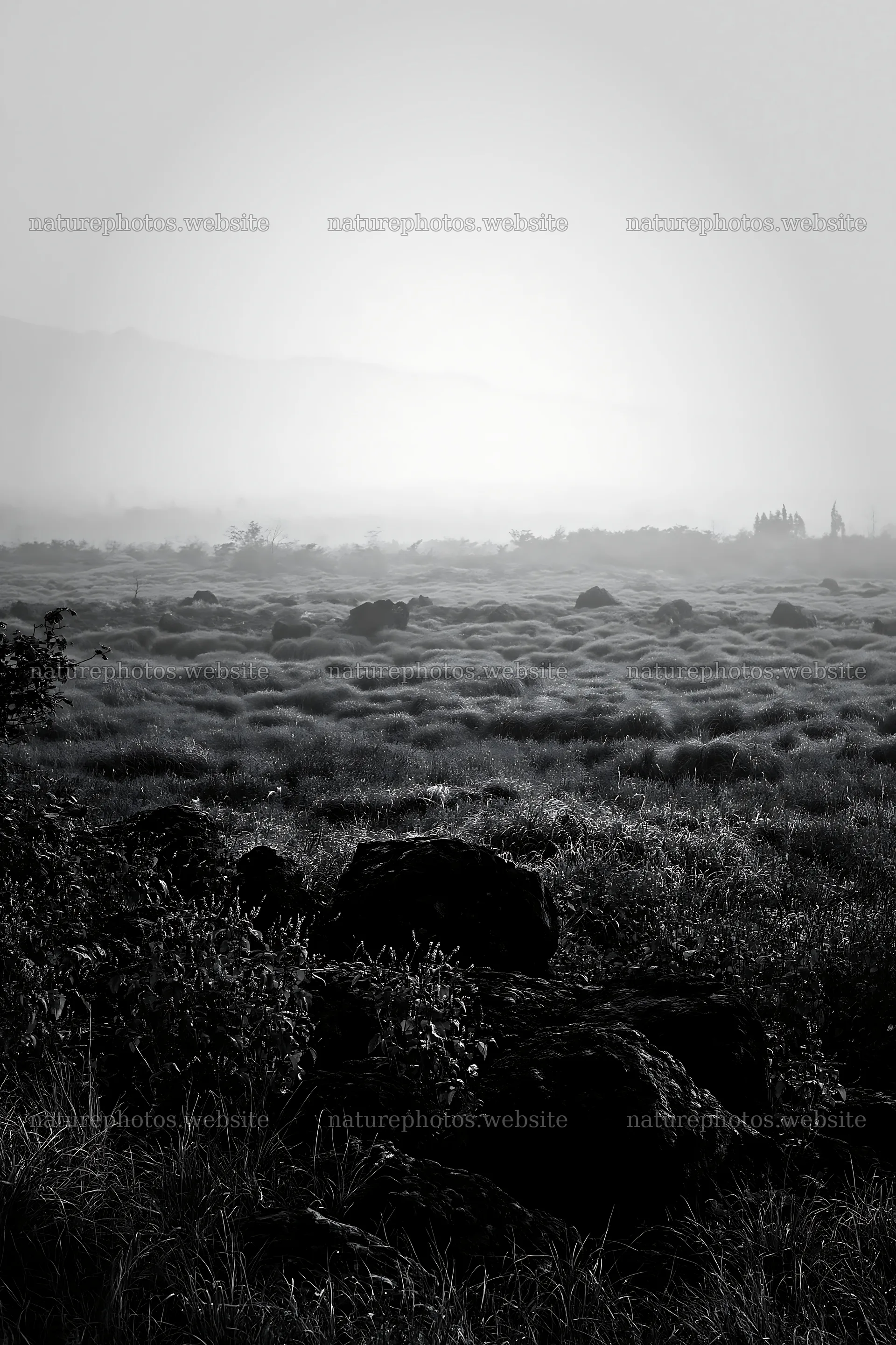 Yamanashi regenerative meadow with basalt stones in fog – nature photos 6480x9722