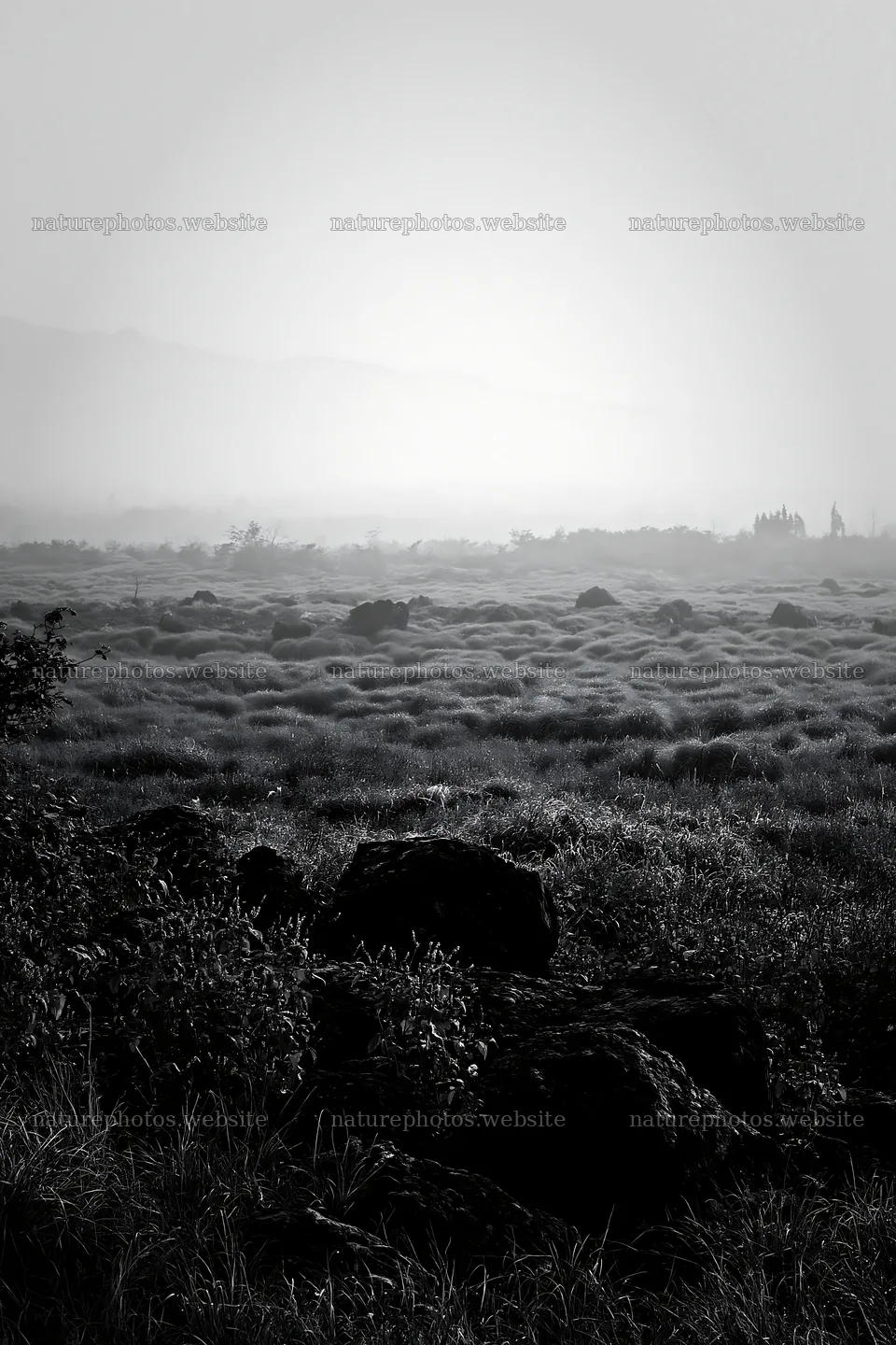 Yamanashi regenerative meadow with basalt stones in fog – nature photos 6480x9722
