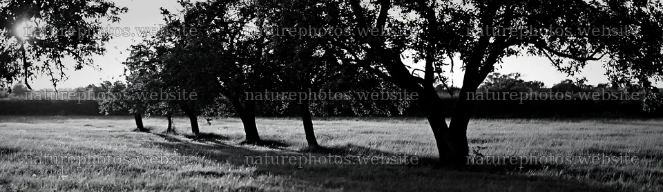 Sunset over apple meadow with trees in silhouette – nature photos 14762x4268