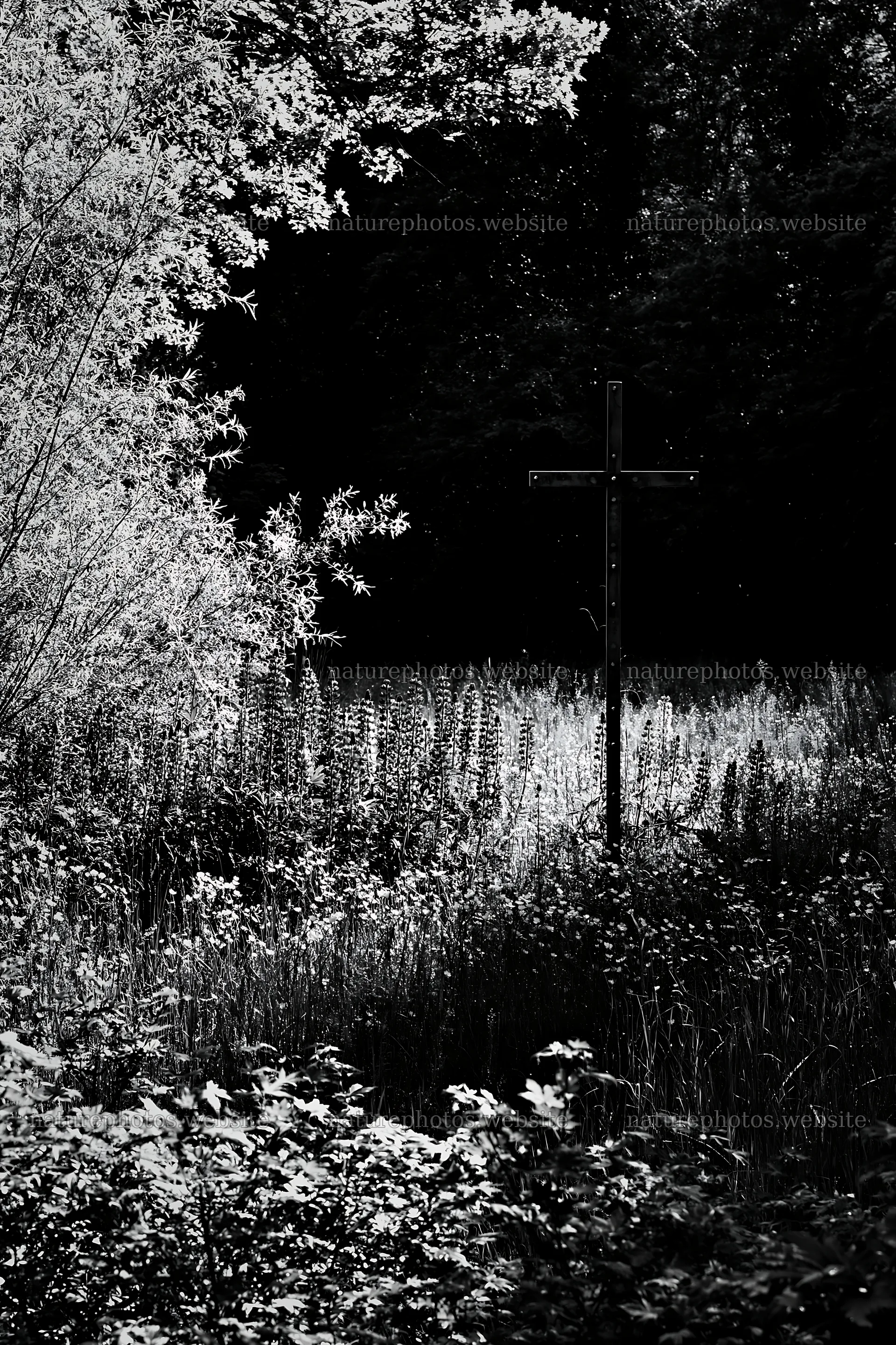 Christian cross beside mineral spring meadow in black and white – nature photos 6480x9722