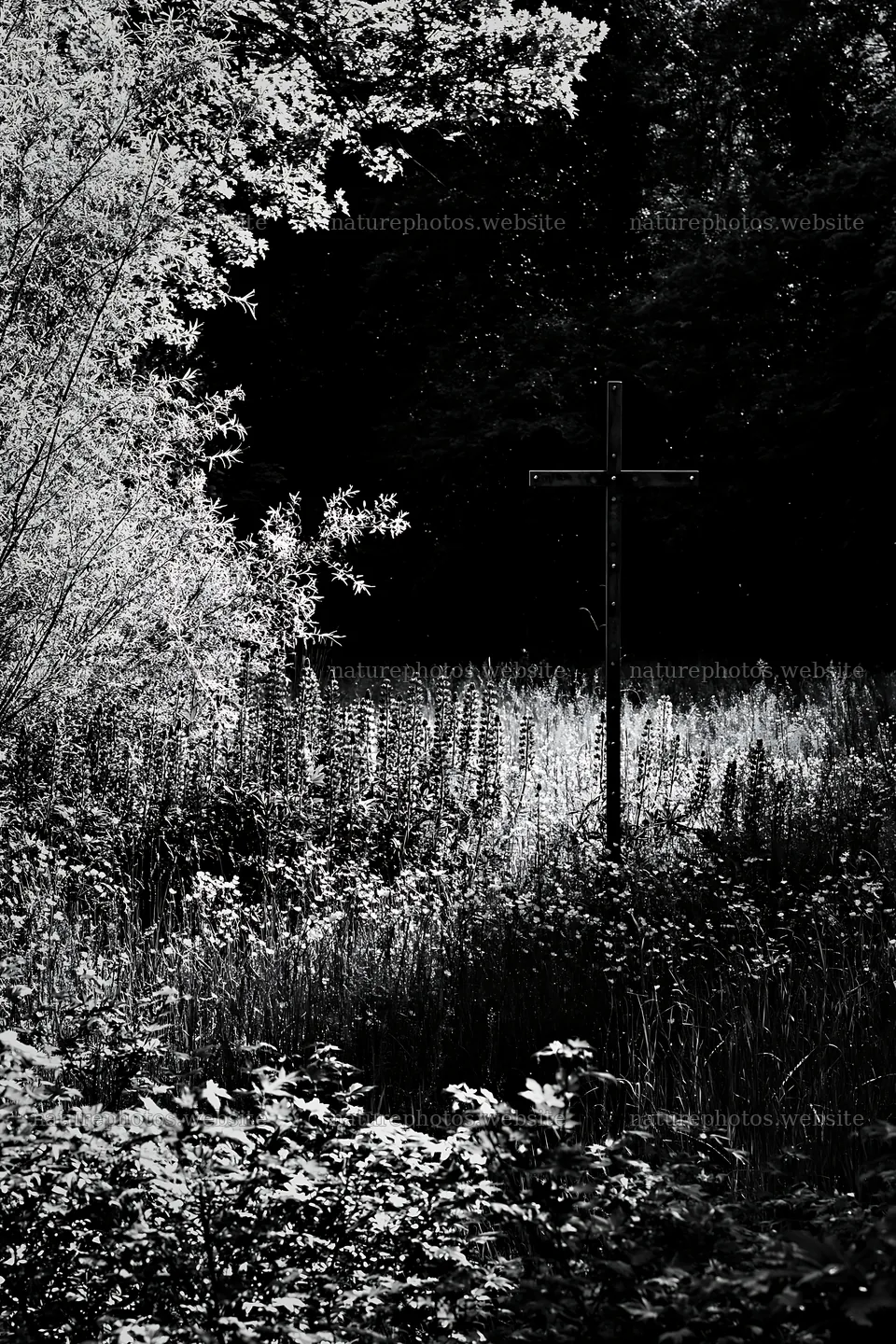 Christian cross beside mineral spring meadow in black and white – nature photos 6480x9722