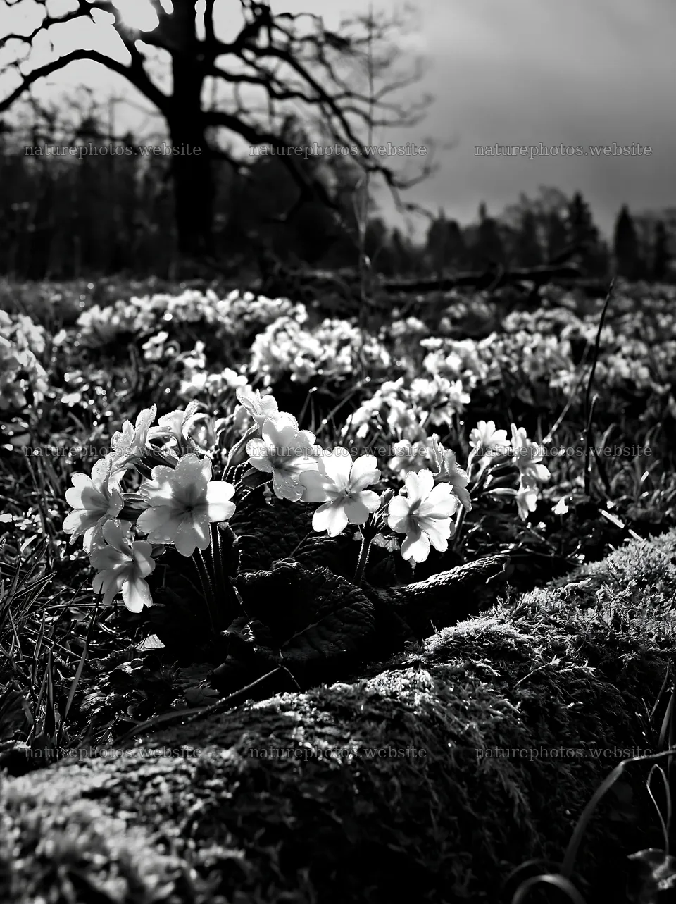 Gifu low-carbon meadow features mossy log and flowers – nature photos 6866x9174