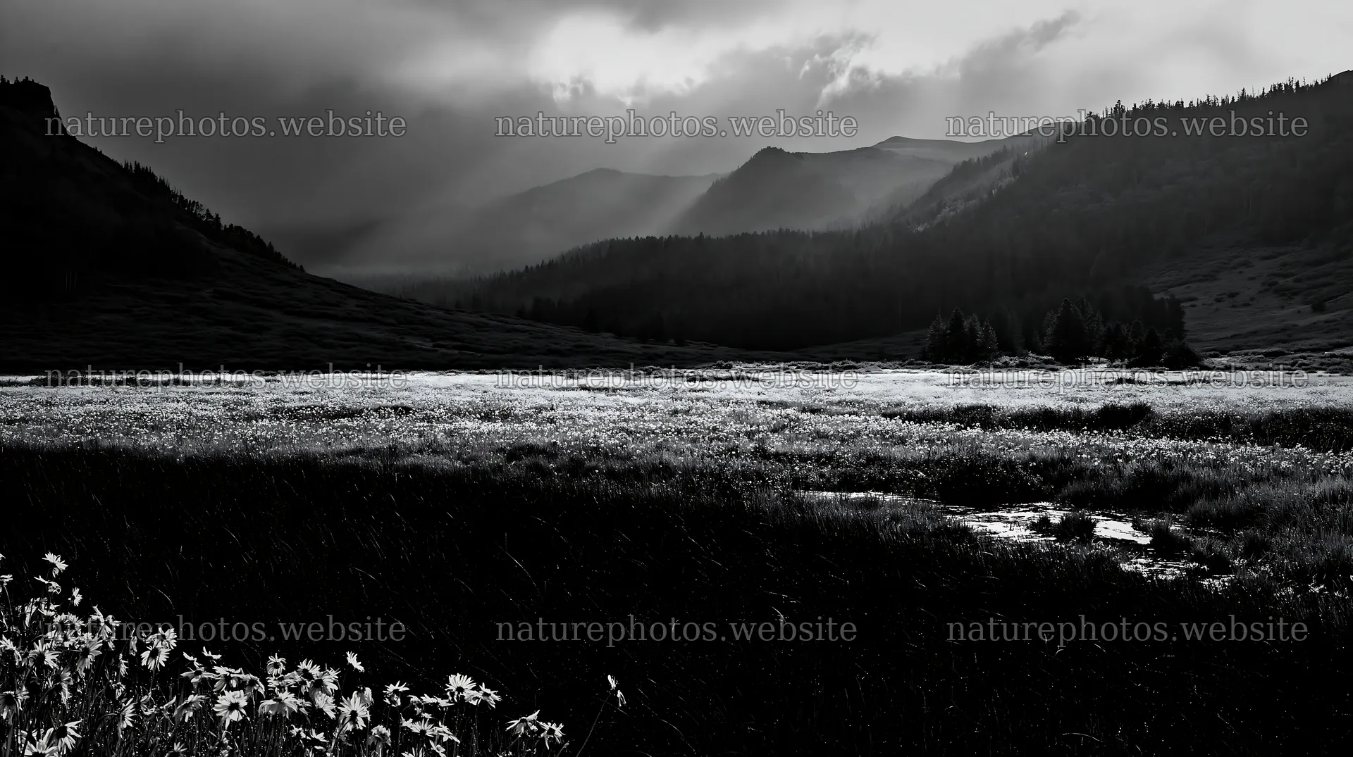 High contrast brook meadow under cloudy sky – nature photos 10608x5938