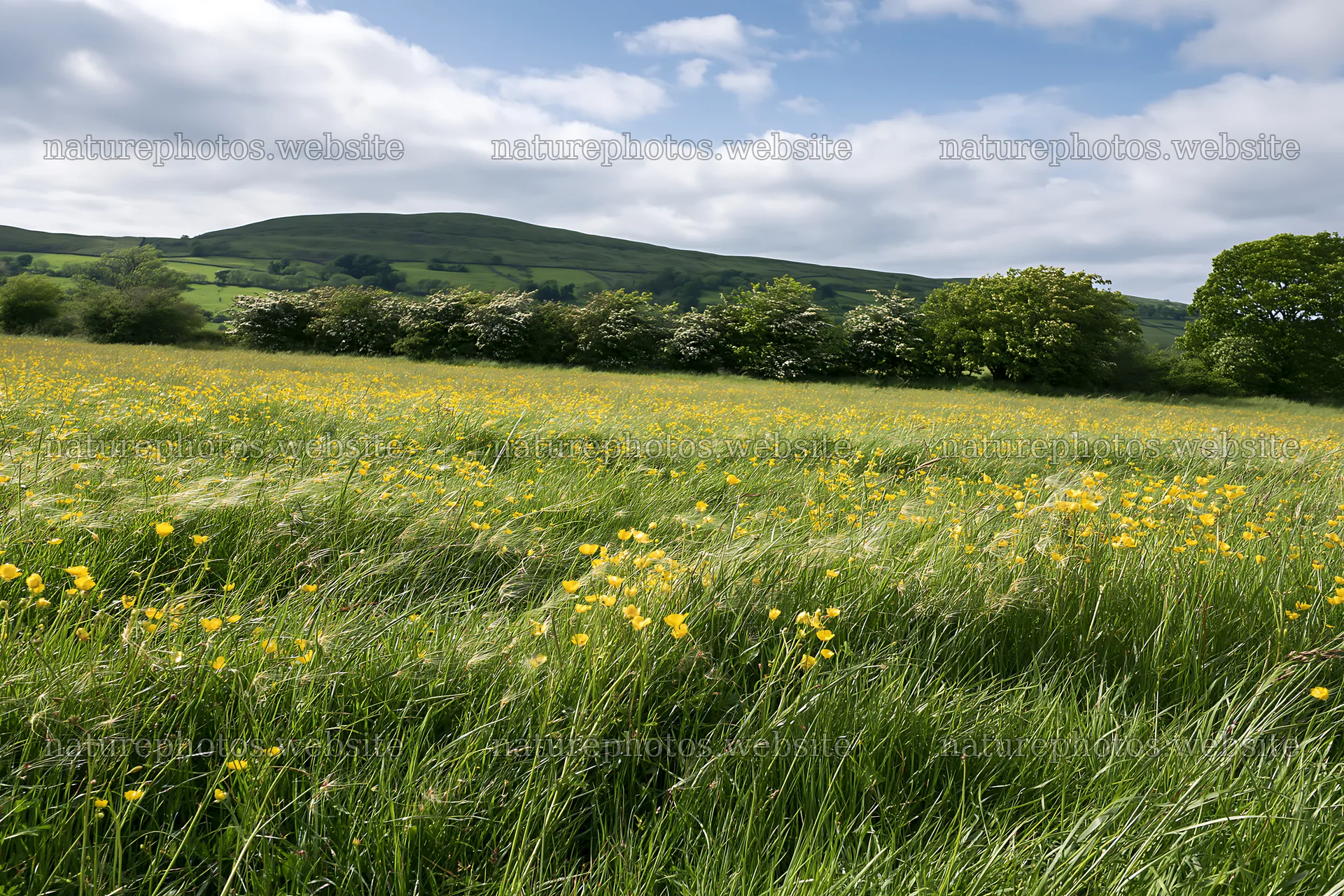 Yorkshire Dales buttercup hay meadow in spring – nature photos 9722x6480