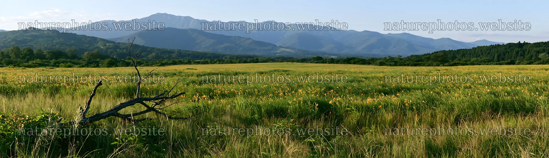 Yamagata rewilded meadow fallen branch foreground – nature photos 14762x4268