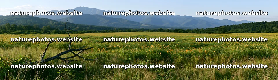 Yamagata rewilded meadow fallen branch foreground – nature photos 14762x4268