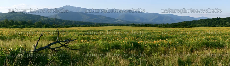 Yamagata rewilded meadow fallen branch foreground – nature photos 14762x4268