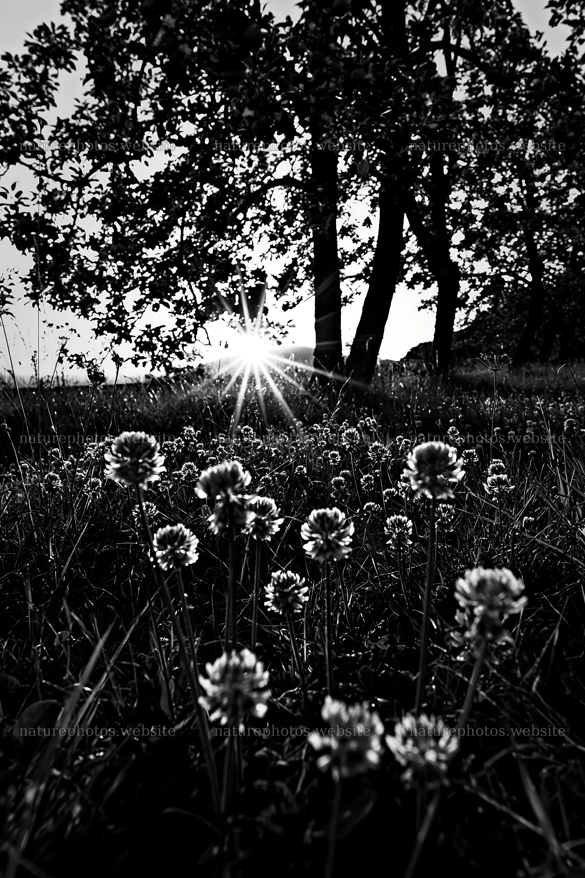 Clover flowers in meadow with sunset behind trees – nature photos 6480x9722