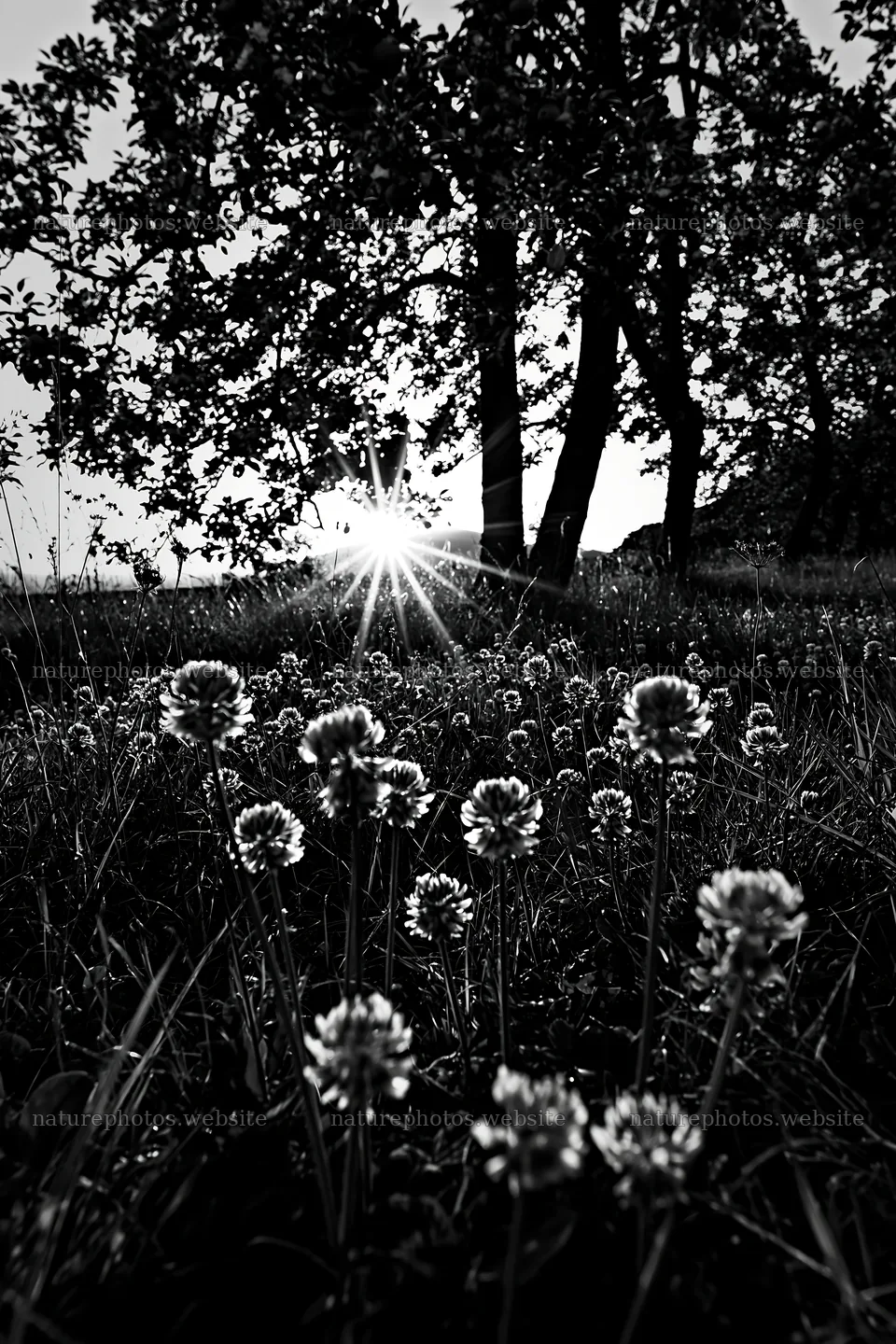 Clover flowers in meadow with sunset behind trees – nature photos 6480x9722