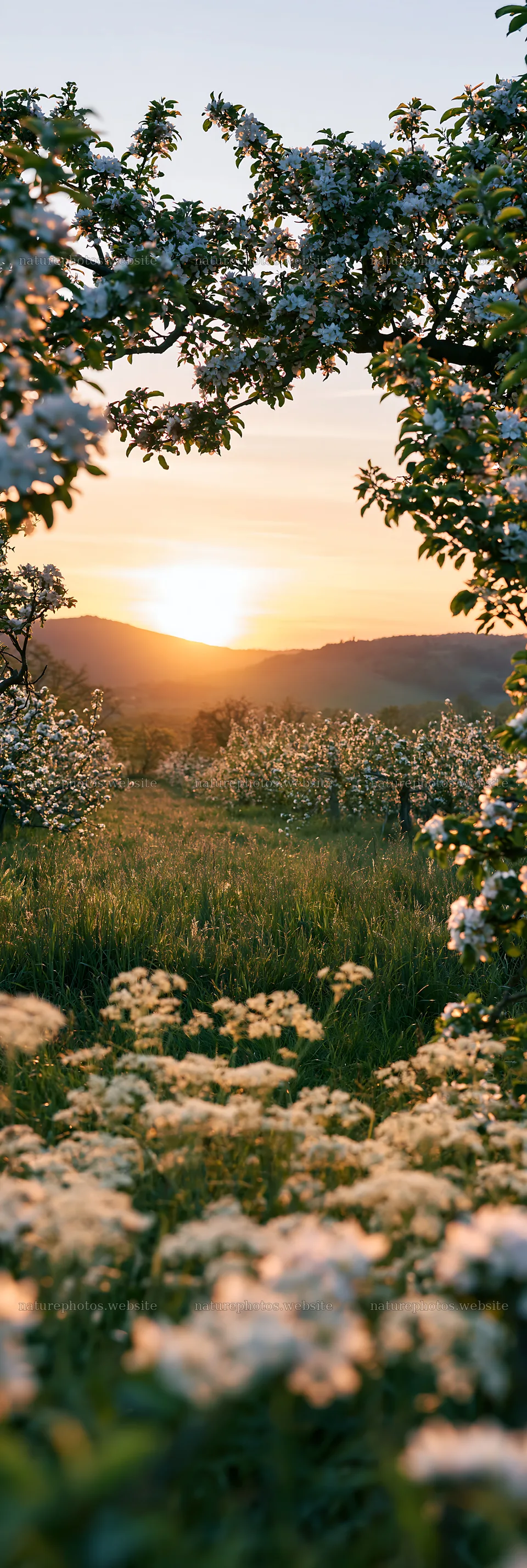 Sunset view in an apple meadow with blooming flowers – nature photos 4602x13690