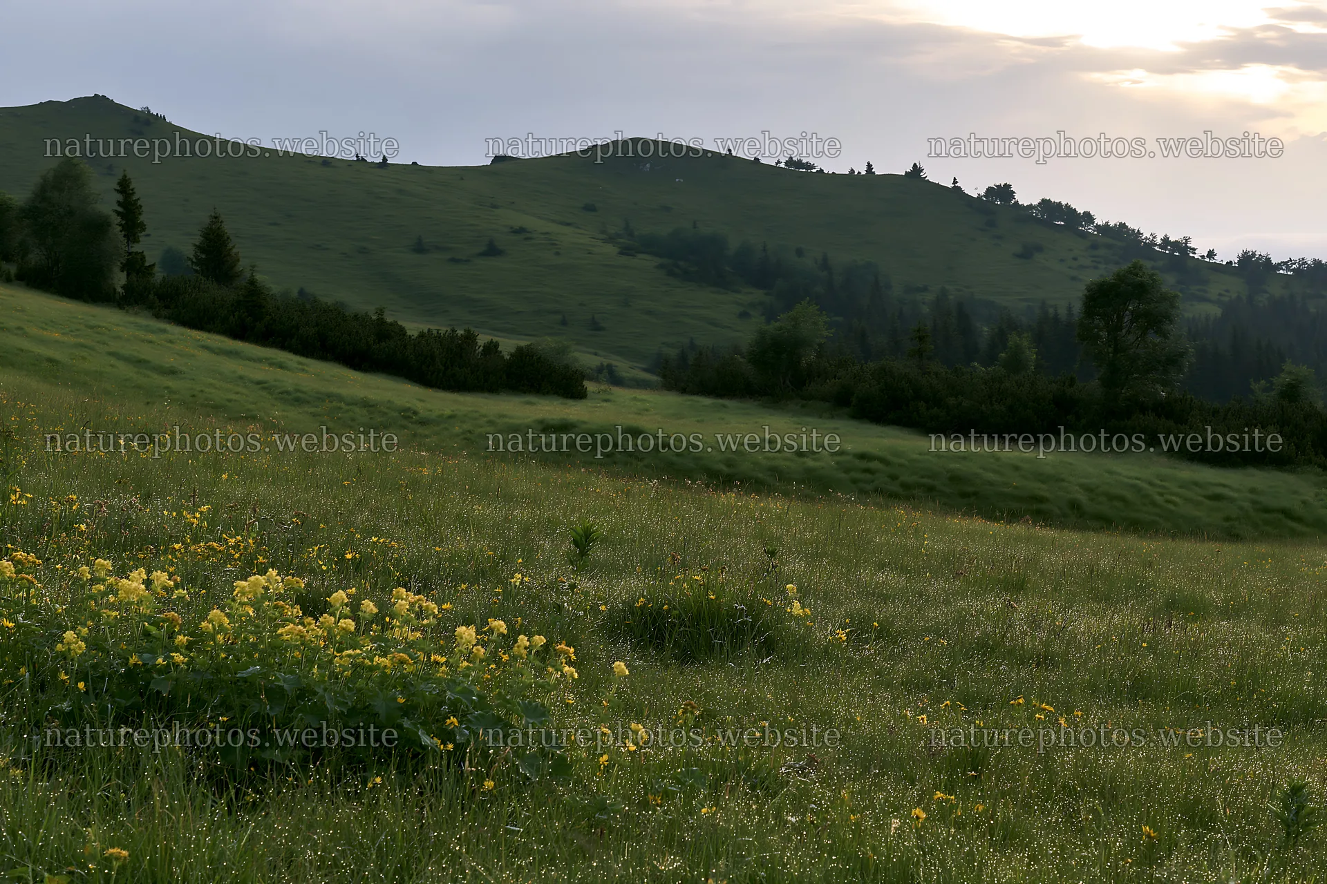 Dewy meadow landscape with flowers and hills in the distance – nature photos 9722x6480