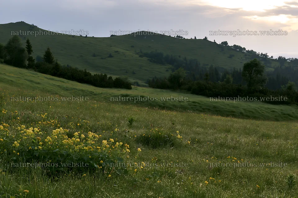 Dewy meadow landscape with flowers and hills in the distance – nature photos 9722x6480