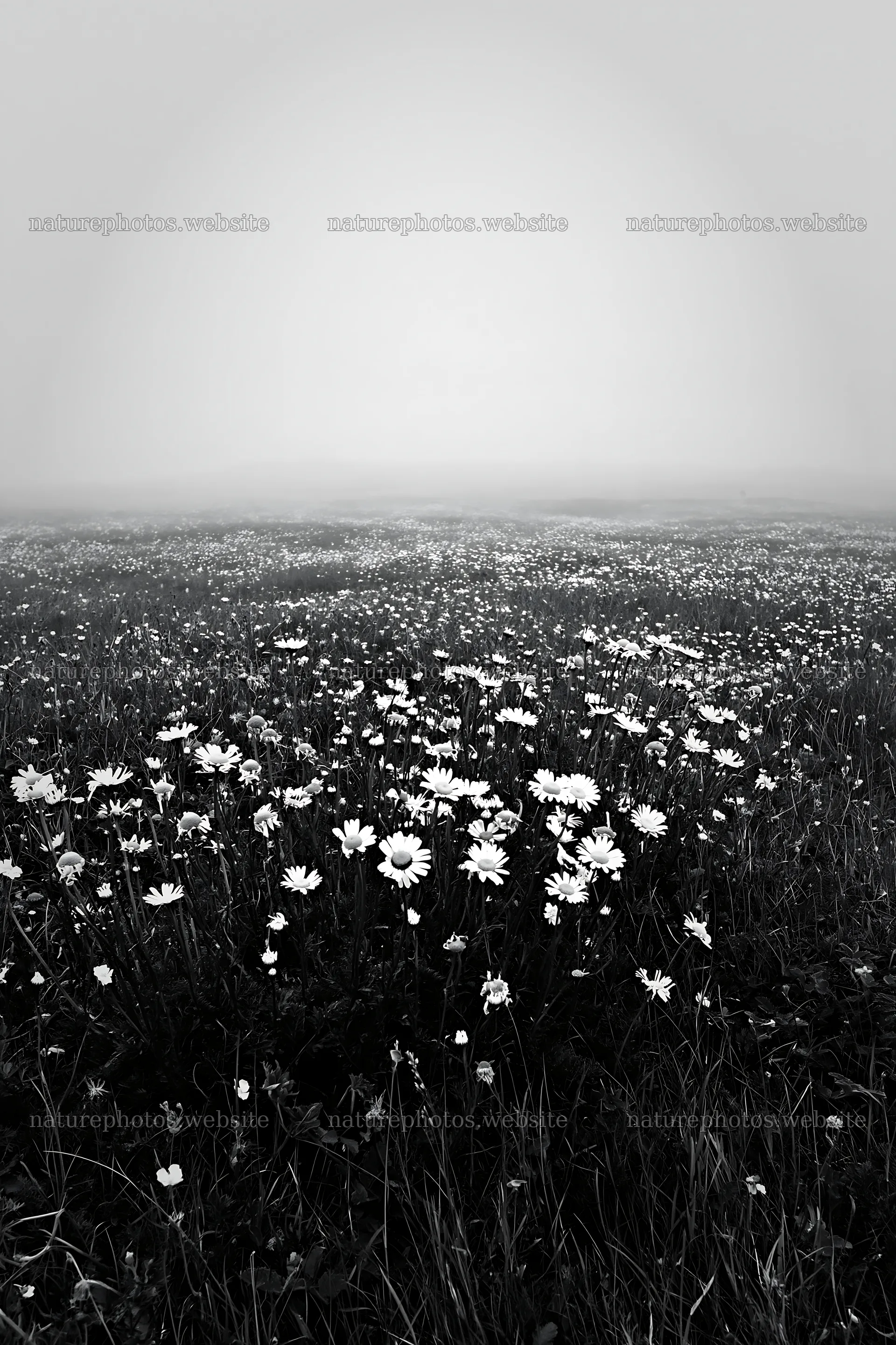 Machair beach meadow filled with flowers on a foggy day – nature photos 6480x9722