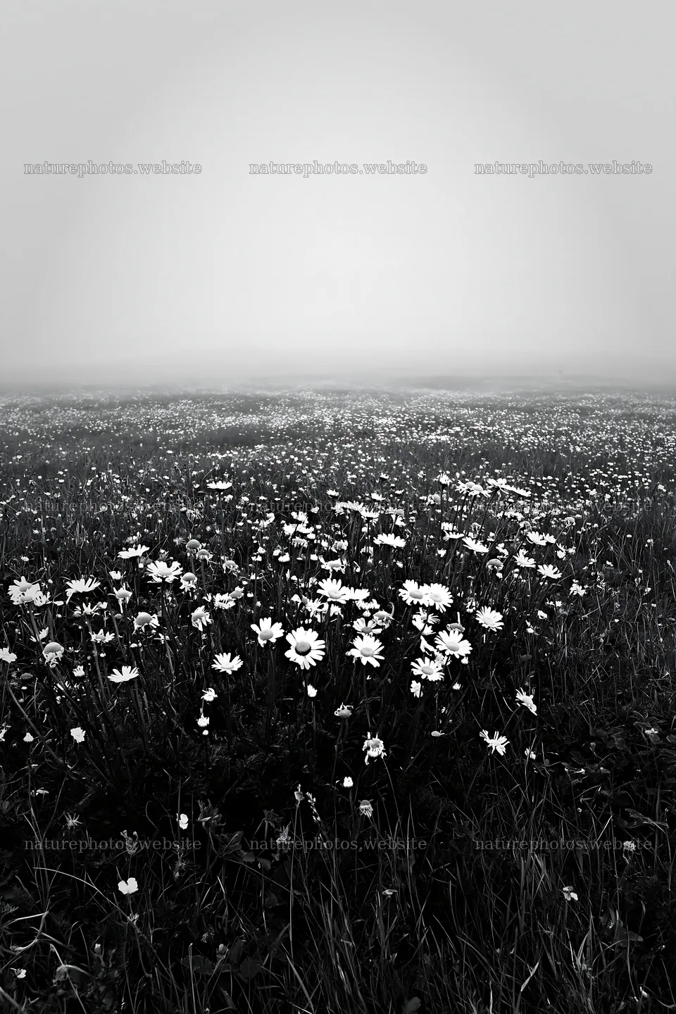 Machair beach meadow filled with flowers on a foggy day – nature photos 6480x9722