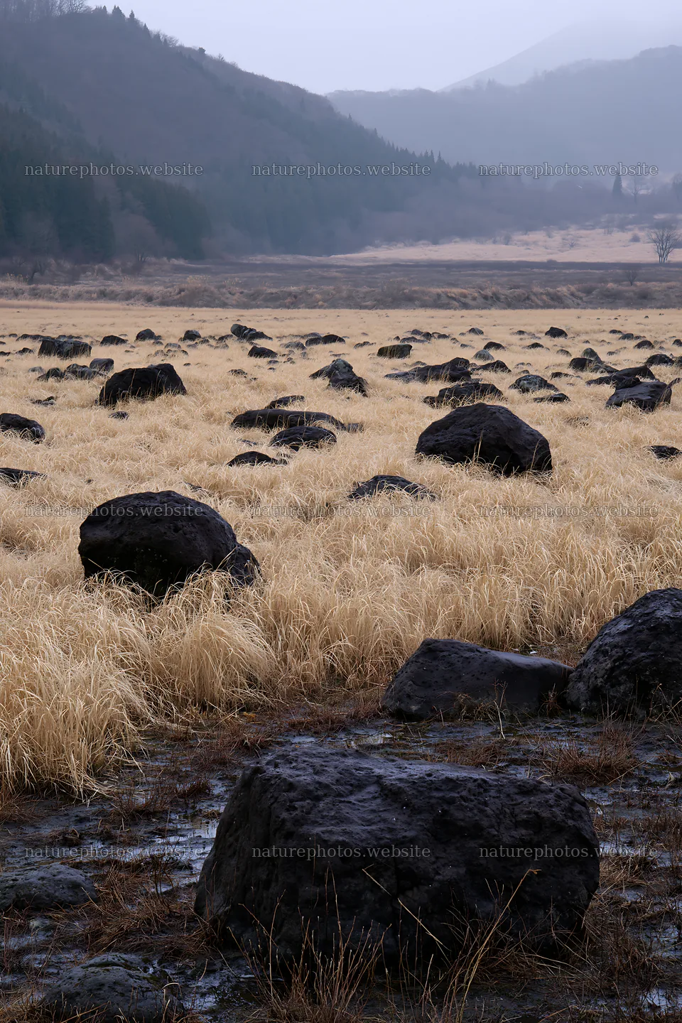 Restored Kumamoto silver grass meadow boulders in the landscape – nature photos 6480x9722