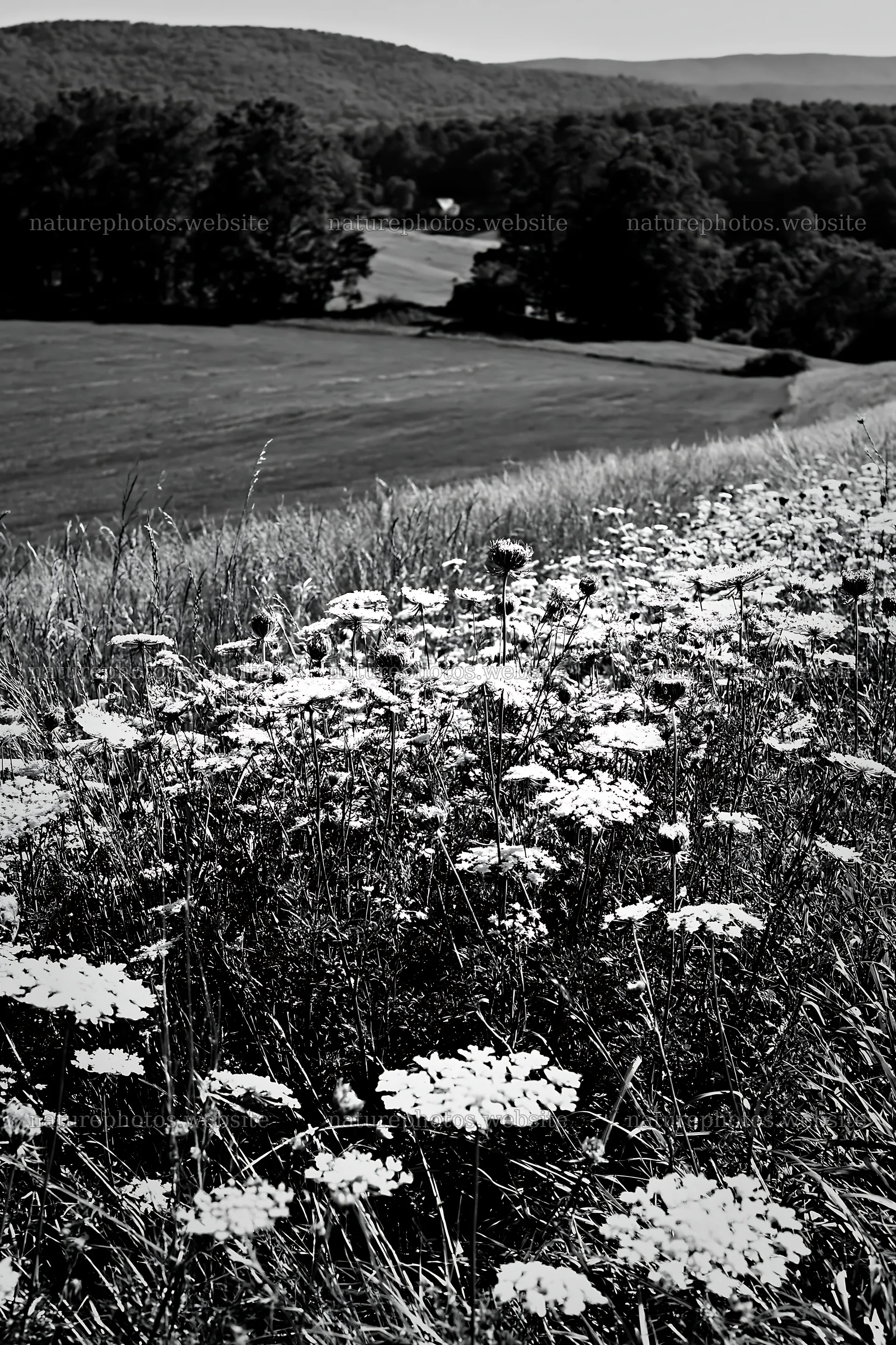 Sunny wild carrot meadow beside field in summer – nature photos 6480x9722