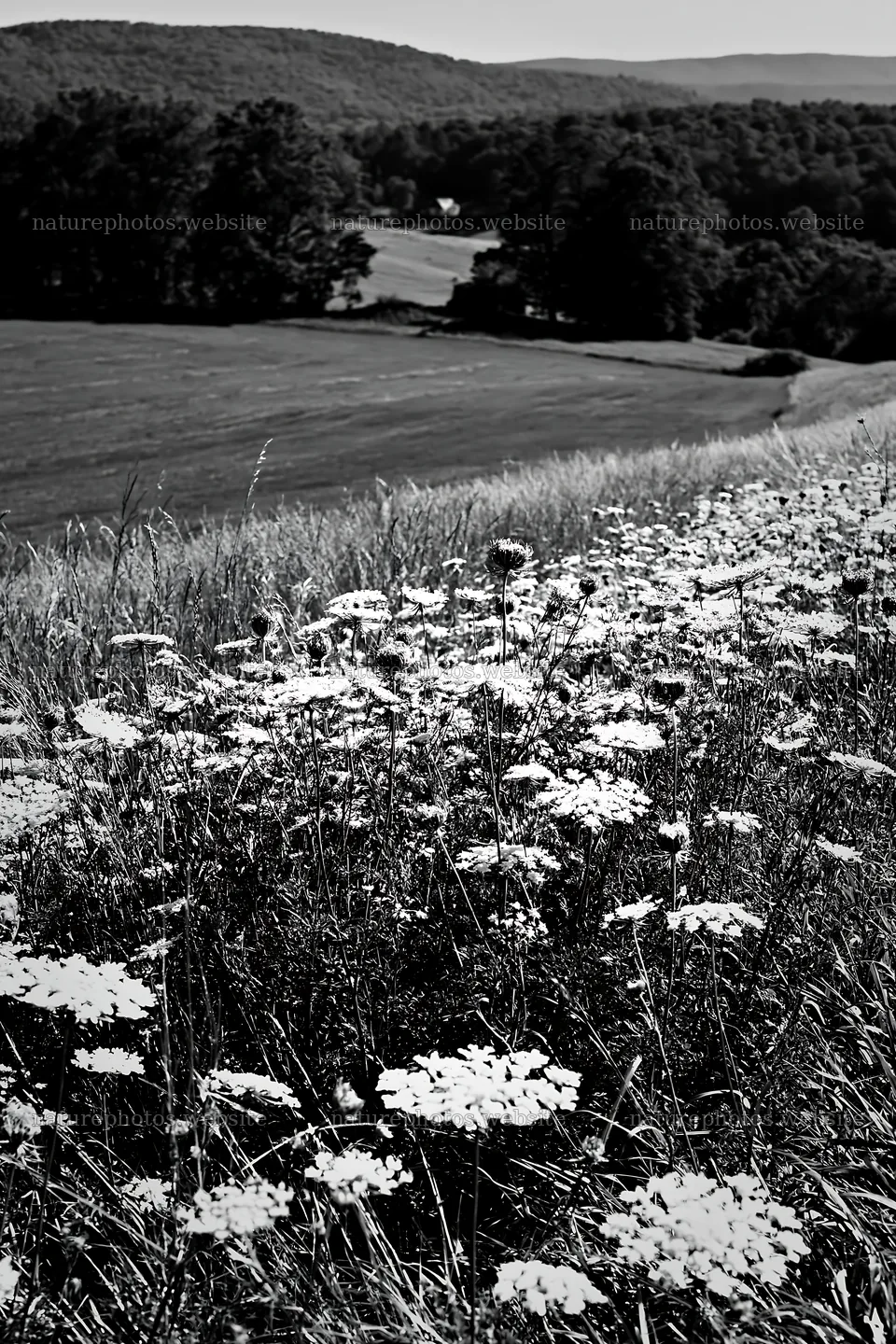 Sunny wild carrot meadow beside field in summer – nature photos 6480x9722