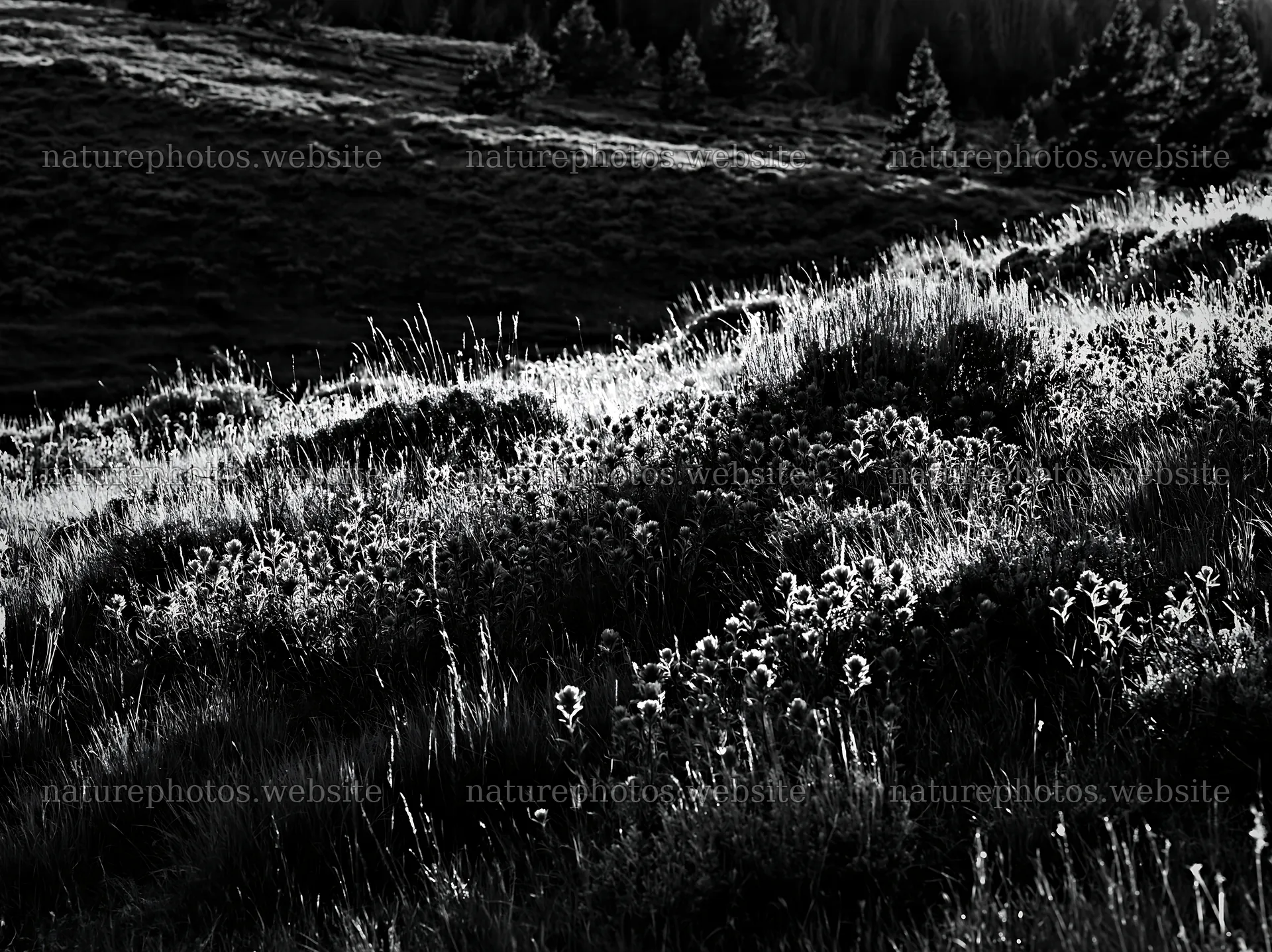 Sagebrush meadow with light and shadows at sunset – nature photos 9174x6866