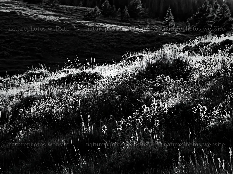 Sagebrush meadow with light and shadows at sunset – nature photos 9174x6866