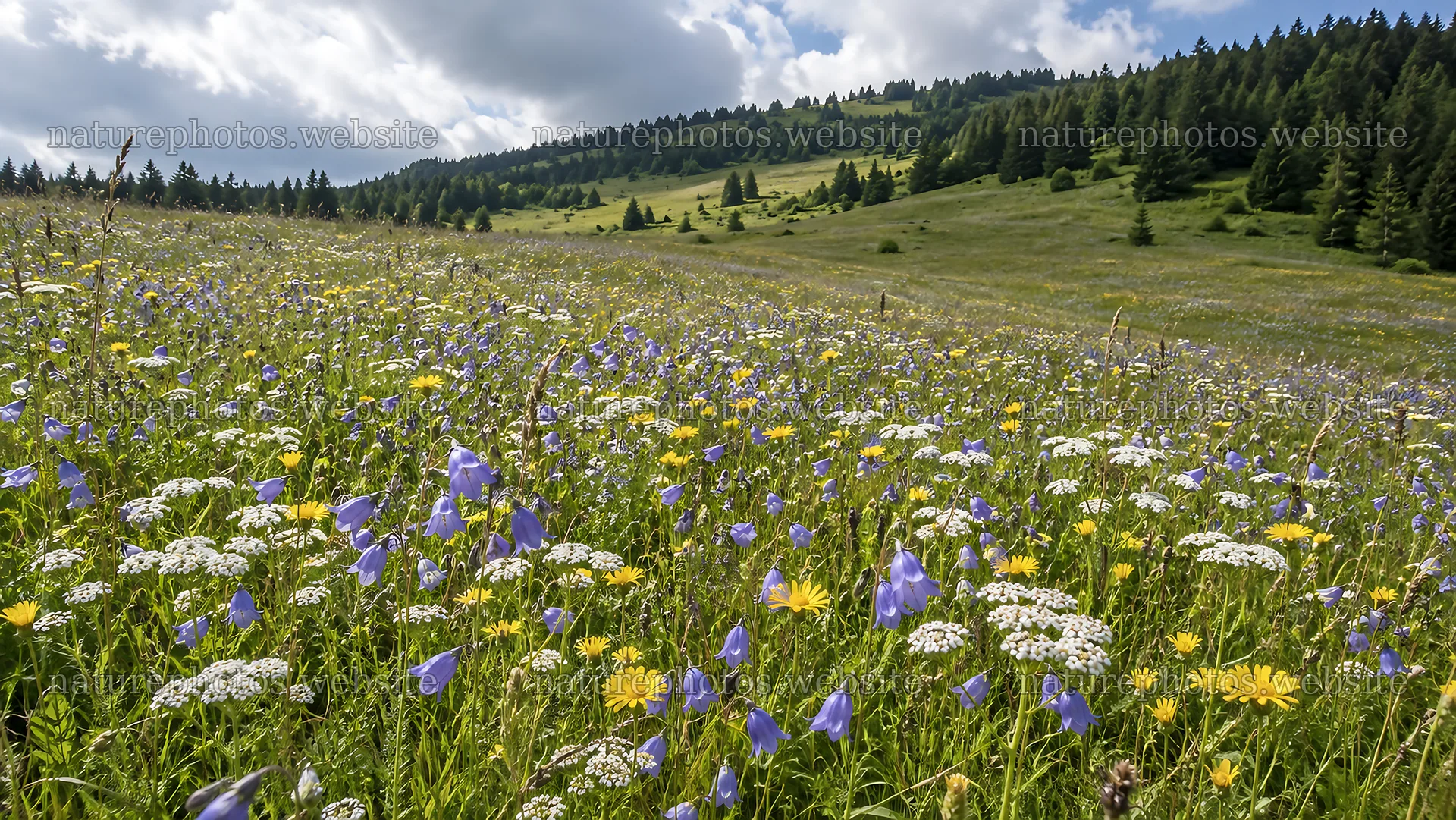 Wildflower meadow at a forested mountain clearing – nature photos 10324x5812