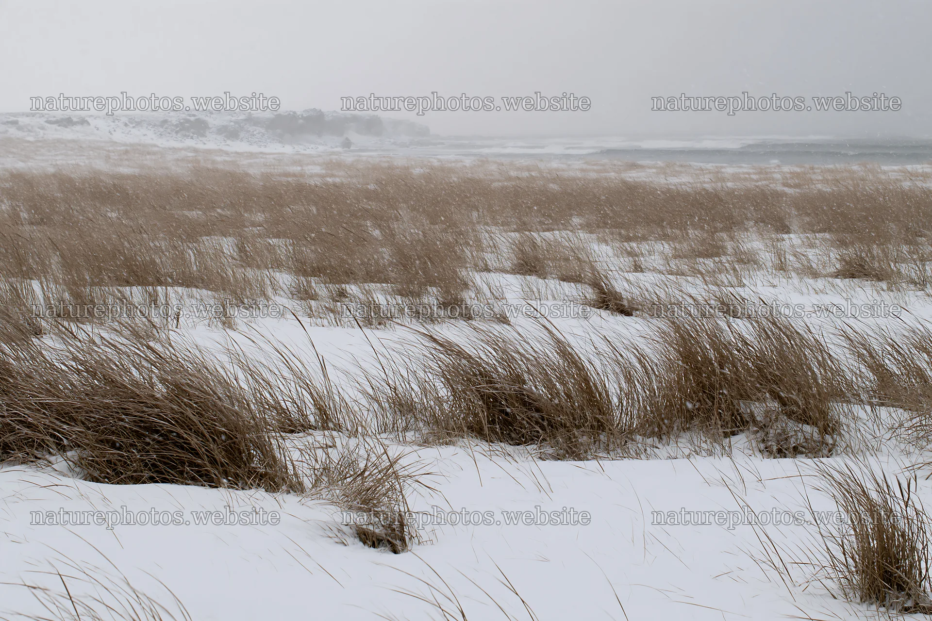 Snowy beach meadow with tall grass in winter weather – nature photos 9722x6480