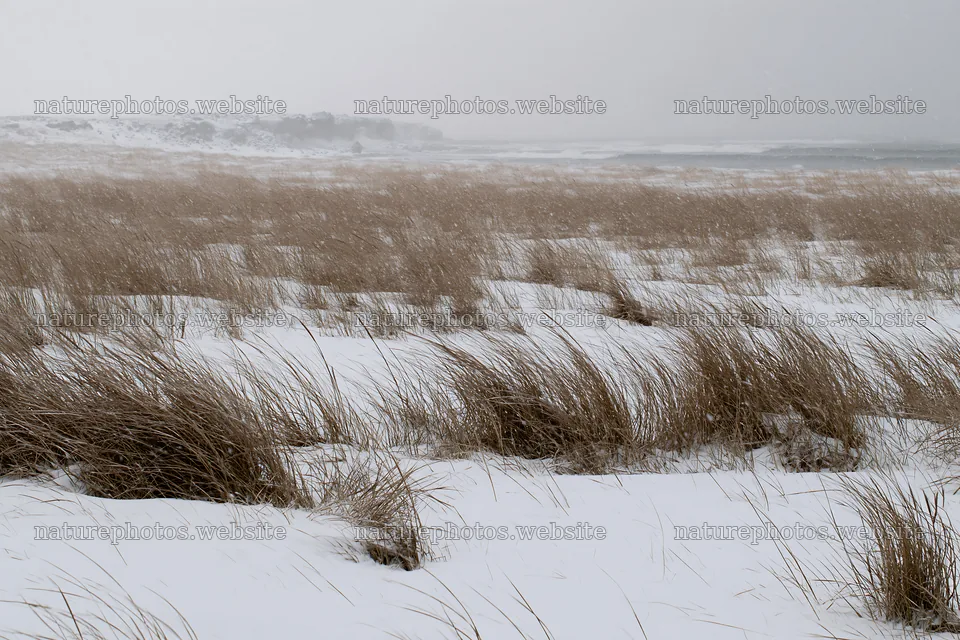 Snowy beach meadow with tall grass in winter weather – nature photos 9722x6480