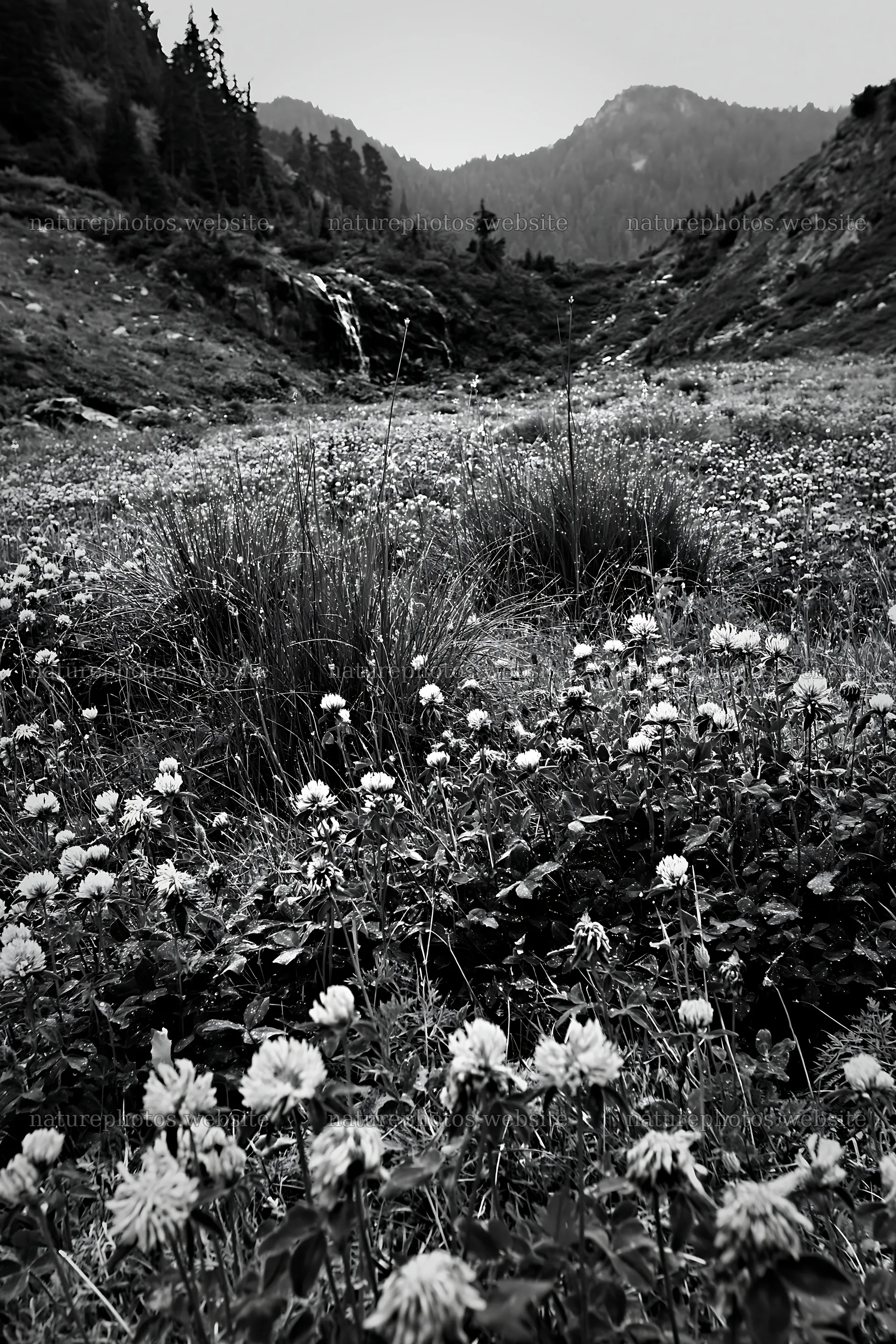 Alpine meadow with waterfall and flowers in the foreground – nature photos 6480x9722