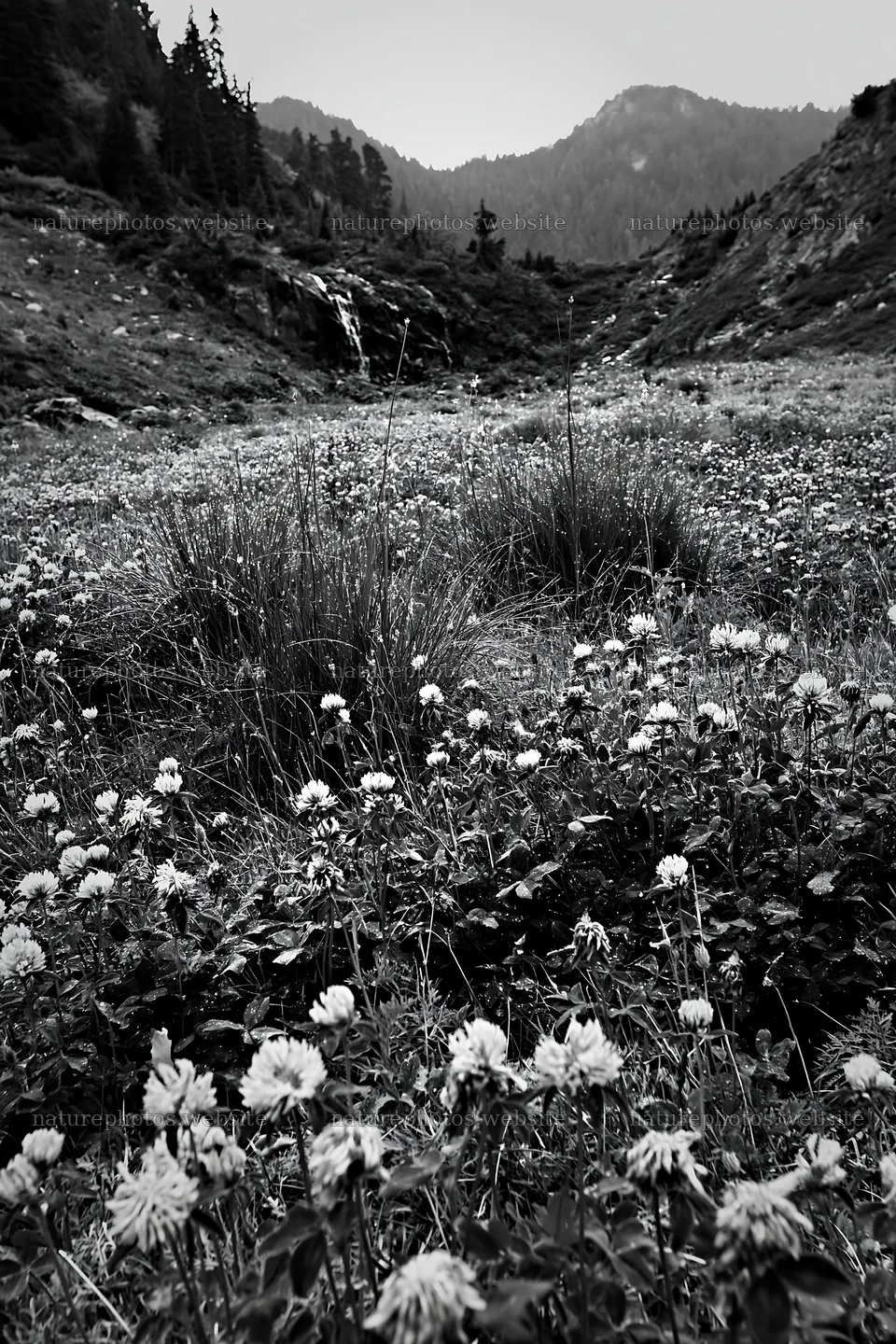 Alpine meadow with waterfall and flowers in the foreground – nature photos 6480x9722