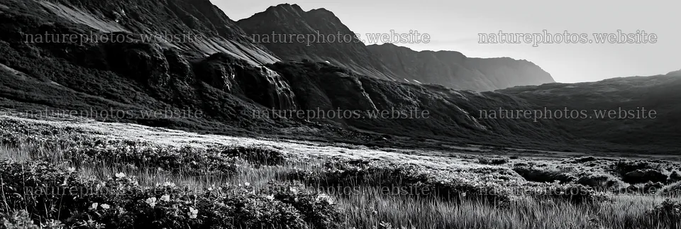 Wild rose waterfall meadow with mountains in black and white – nature photos 13690x4602