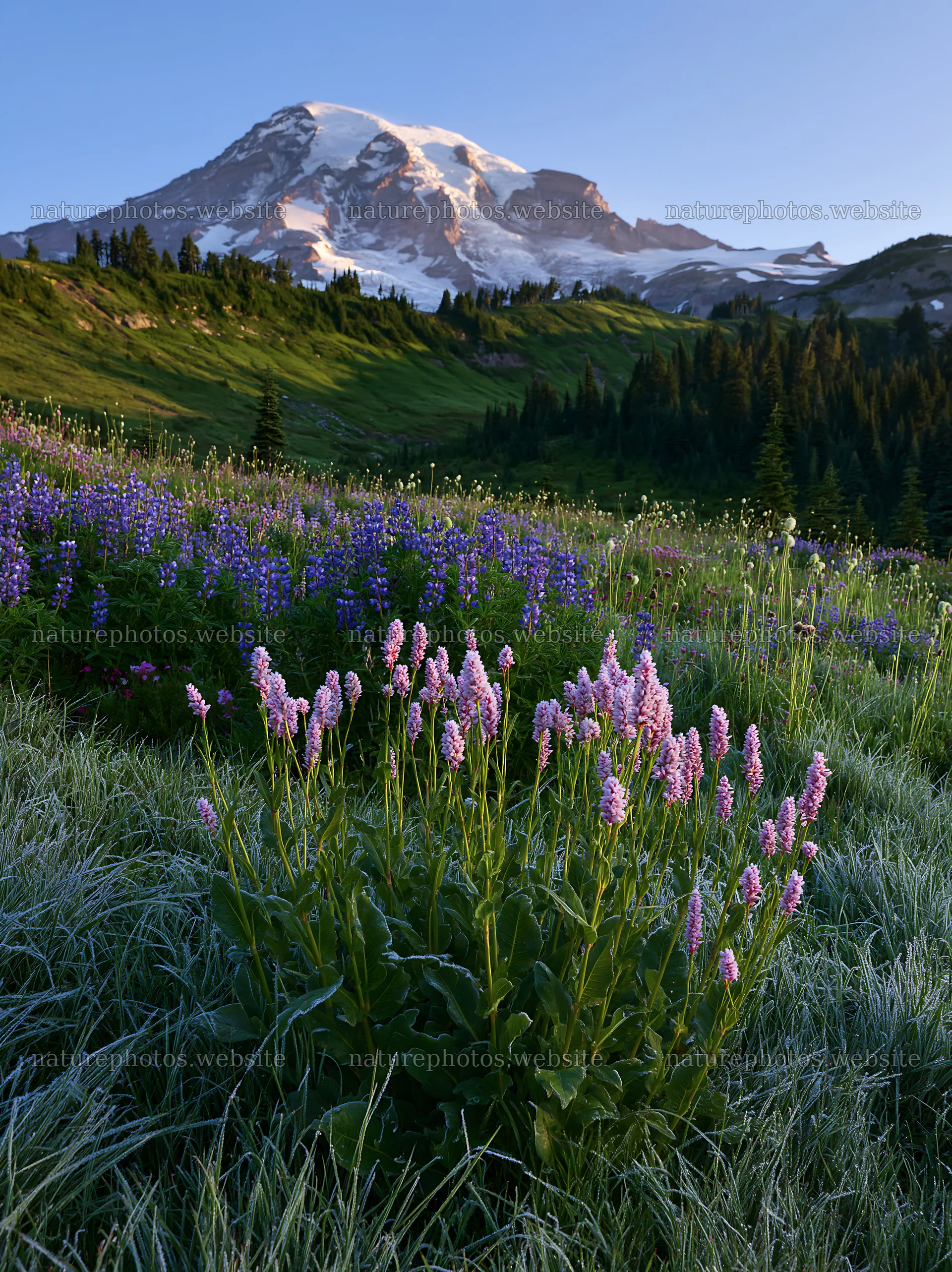 Mount Rainier wildflower meadow at sunrise with blooming flowers – nature photos 6866x9174