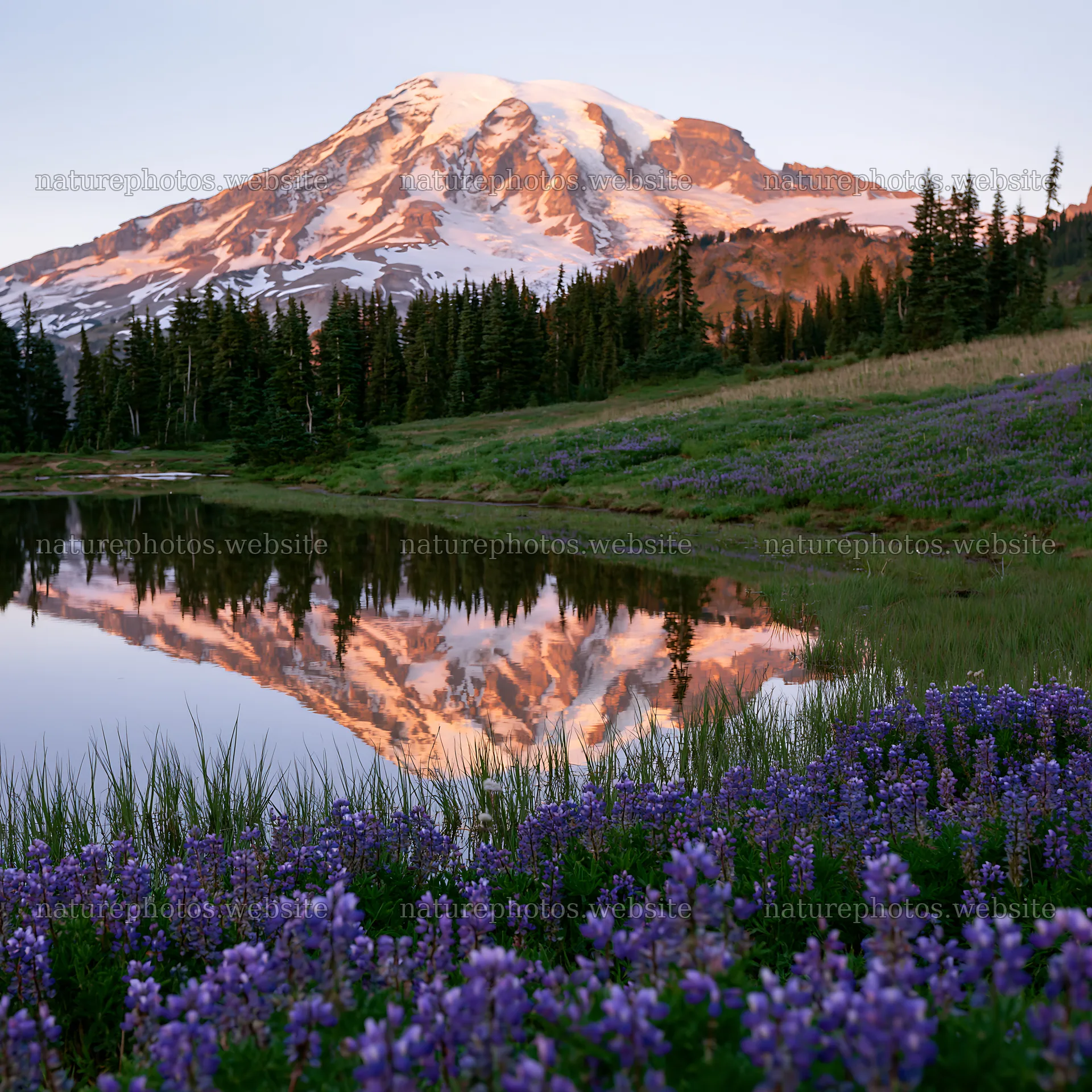 Mount Rainier wildflower meadow sunrise over the lake – nature photos 7938x7938
