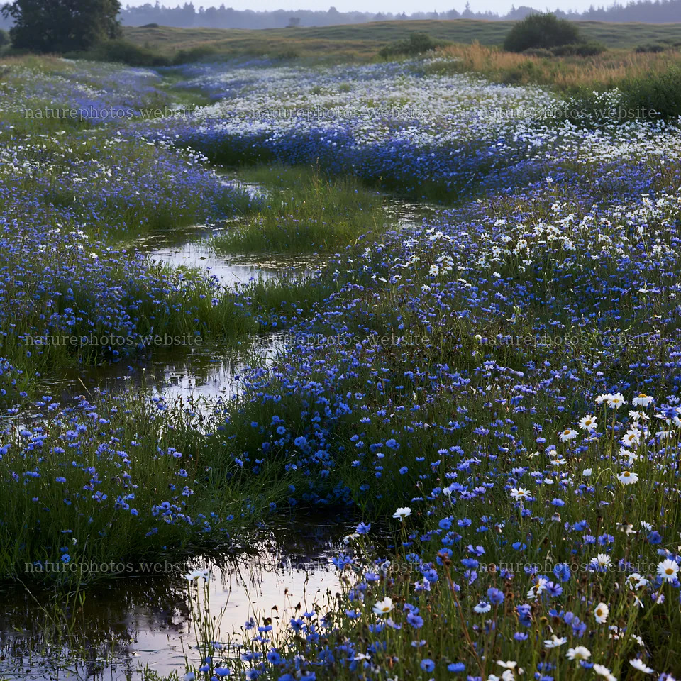 Rainy valley meadow with blooming flowers and water reflections – nature photos 7938x7938