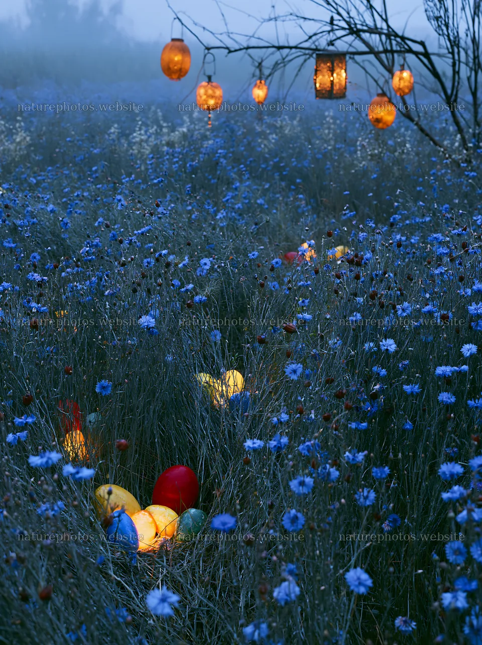 Expansive Christmas meadow with blue cornflowers and lanterns – nature photos 6866x9174