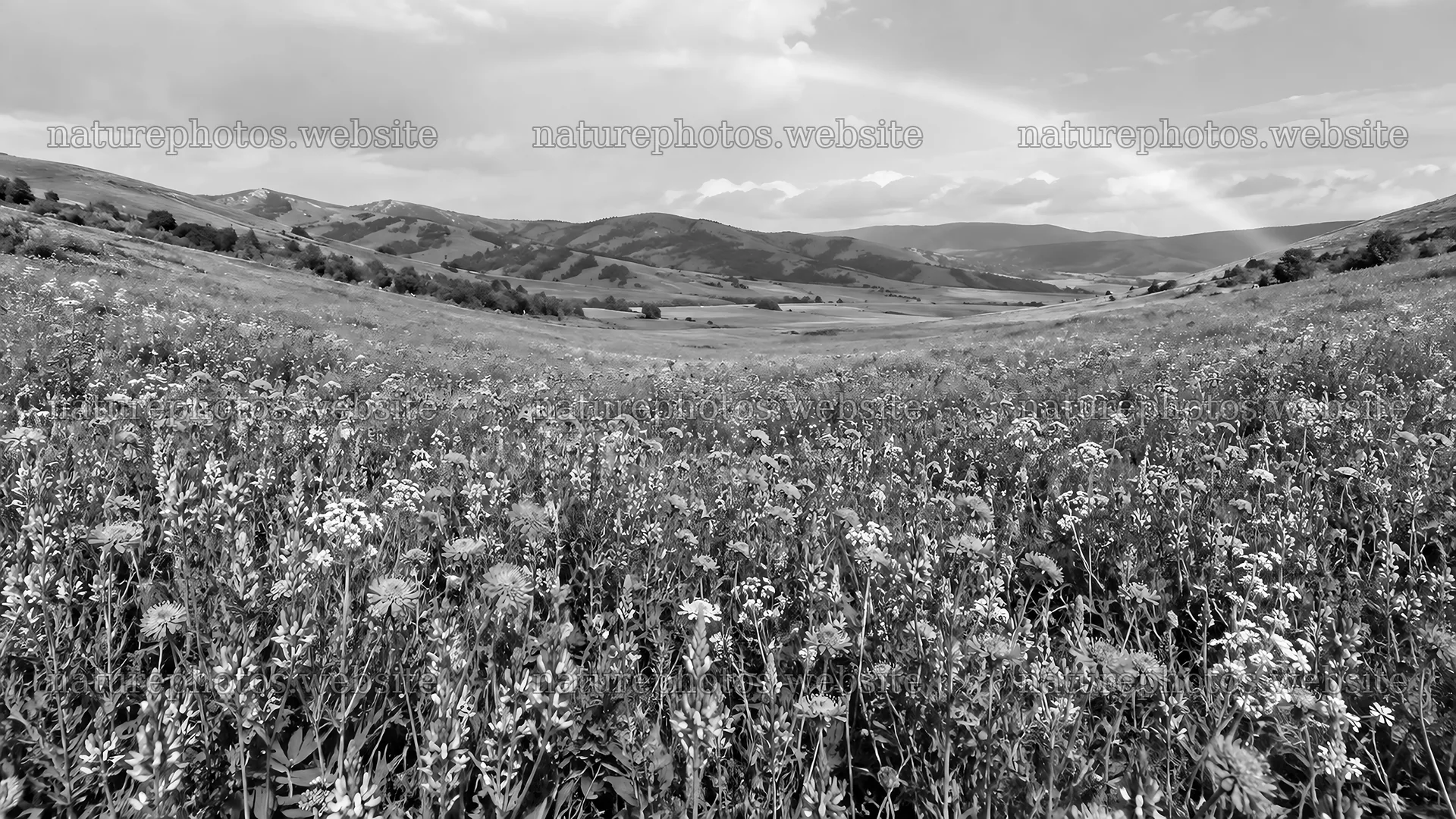 Wildflower Meadow Across Rolling Hills – nature photos 10324x5812