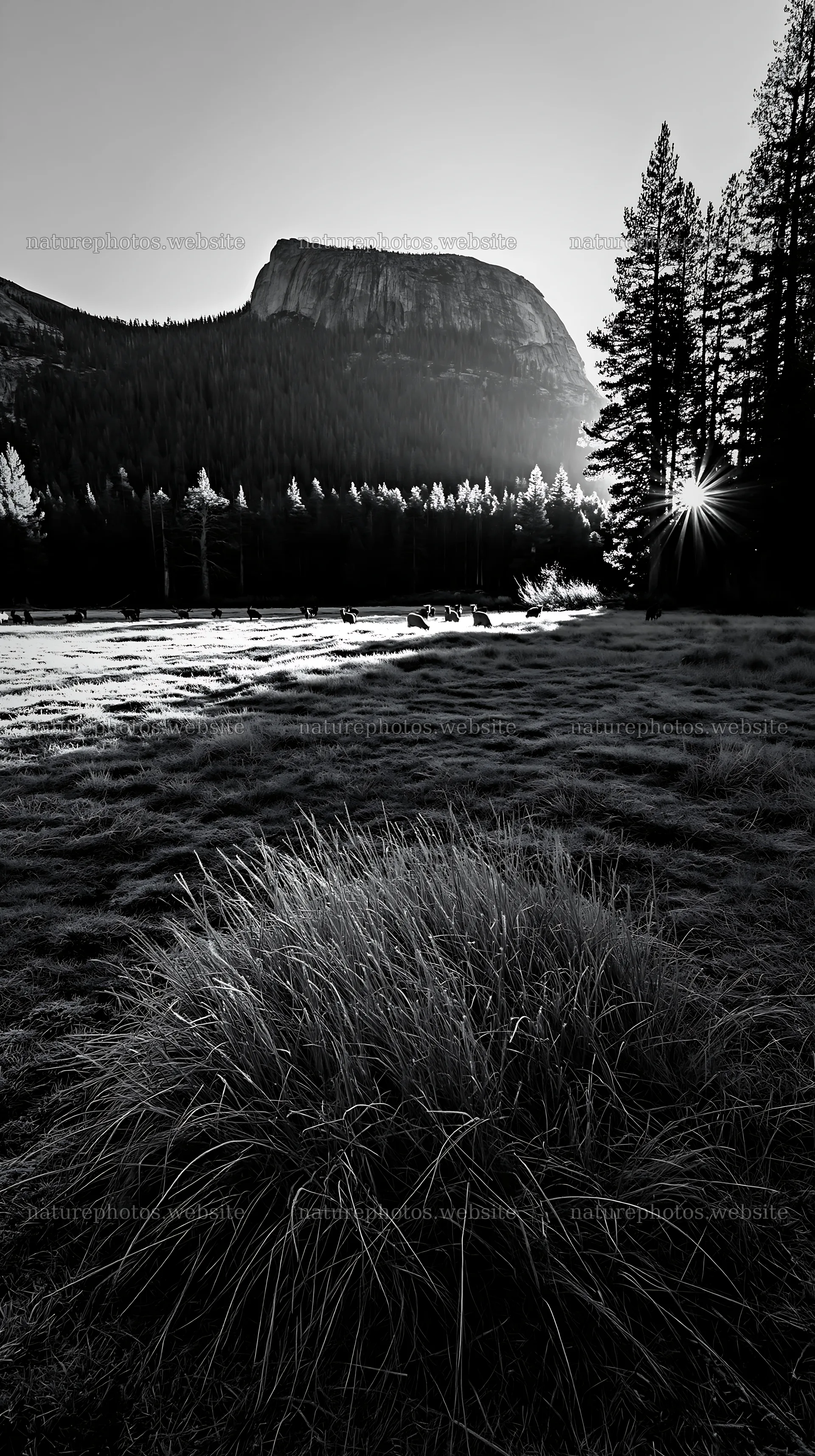 Frosty meadow sunrise with mountains and trees in the background – nature photos 5938x10608