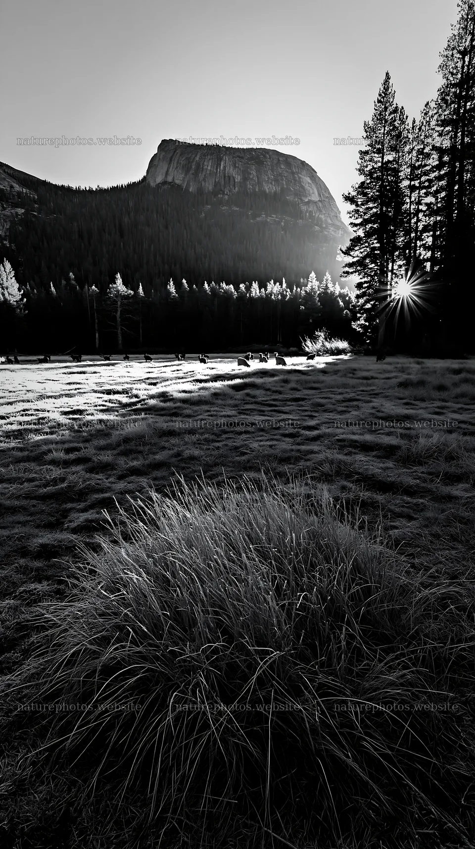 Frosty meadow sunrise with mountains and trees in the background – nature photos 5938x10608