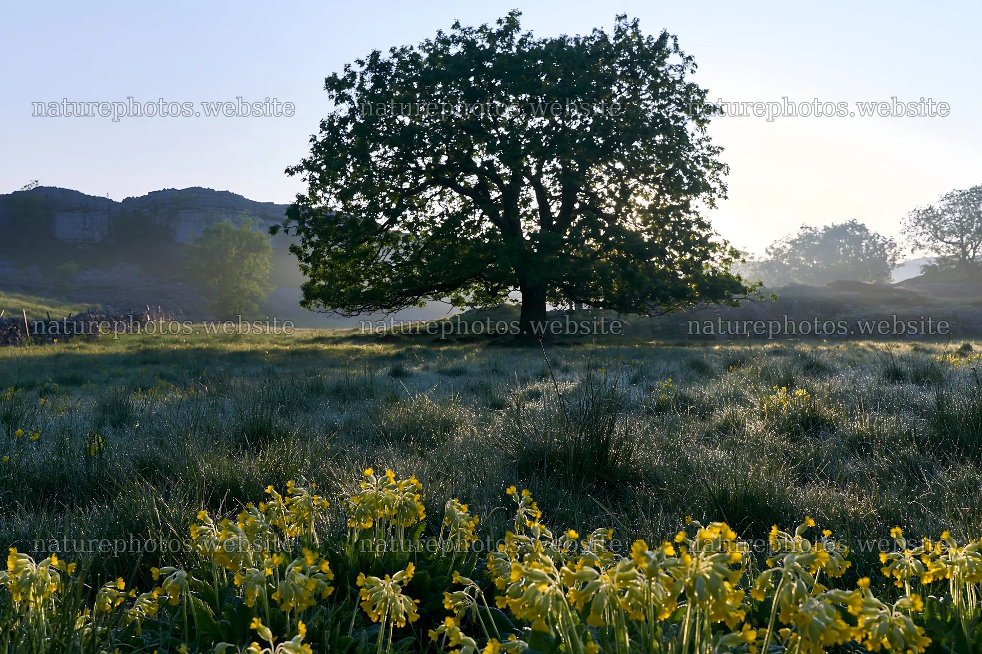 Silver dew meadow with flowers and a large tree – nature photos 9722x6480