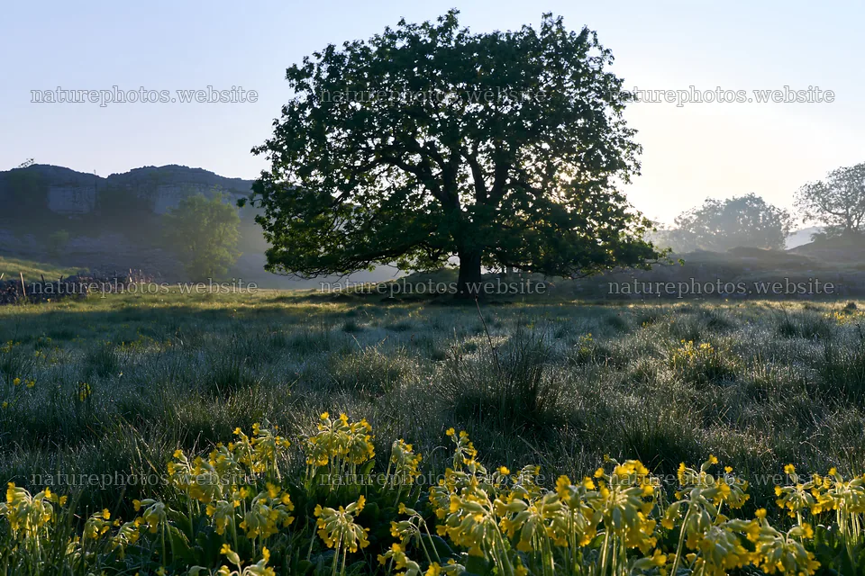 Silver dew meadow with flowers and a large tree – nature photos 9722x6480