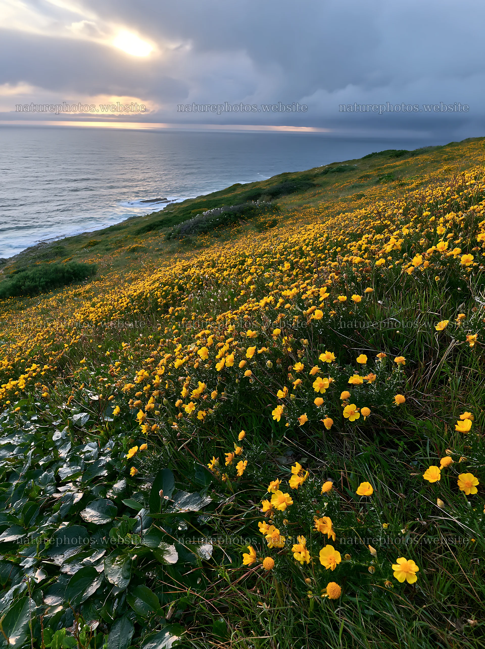 Portuguese meadow above Atlantic coast with yellow flowers – nature photos 6866x9174