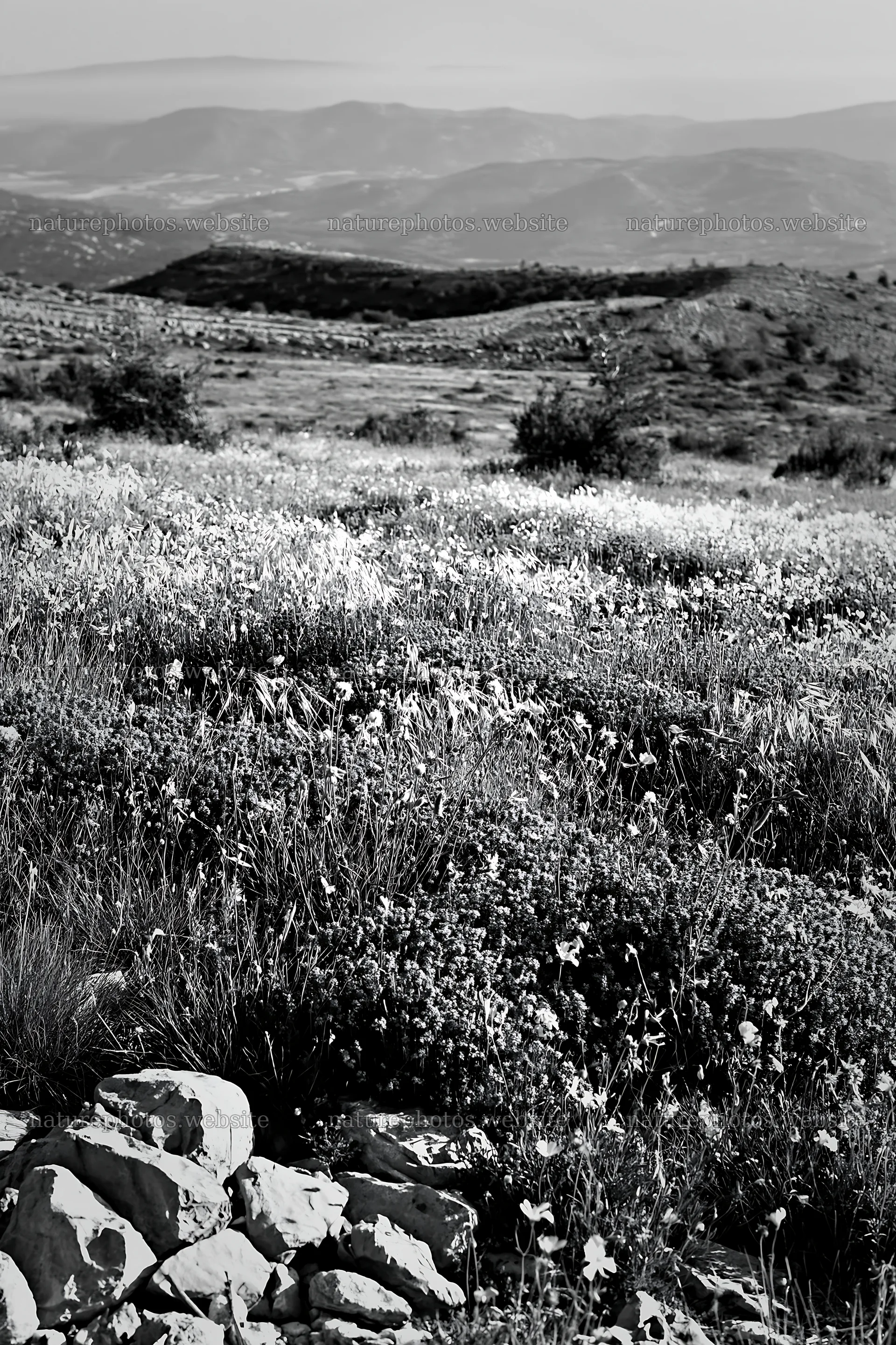 Climate-resilient meadow with flowering plants and rocky terrain – nature photos 6480x9722