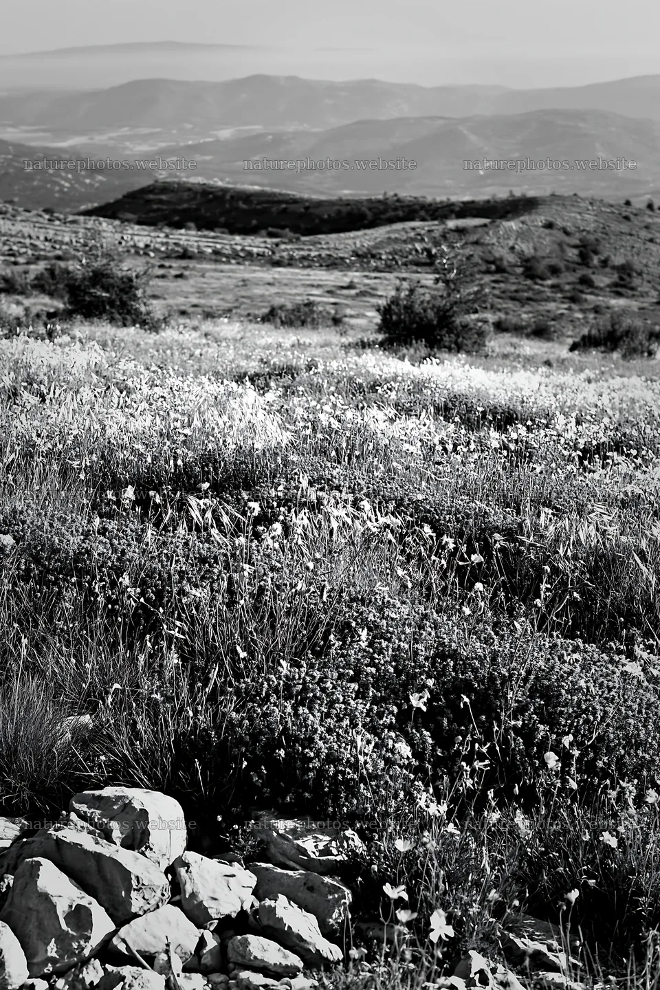 Climate-resilient meadow with flowering plants and rocky terrain – nature photos 6480x9722