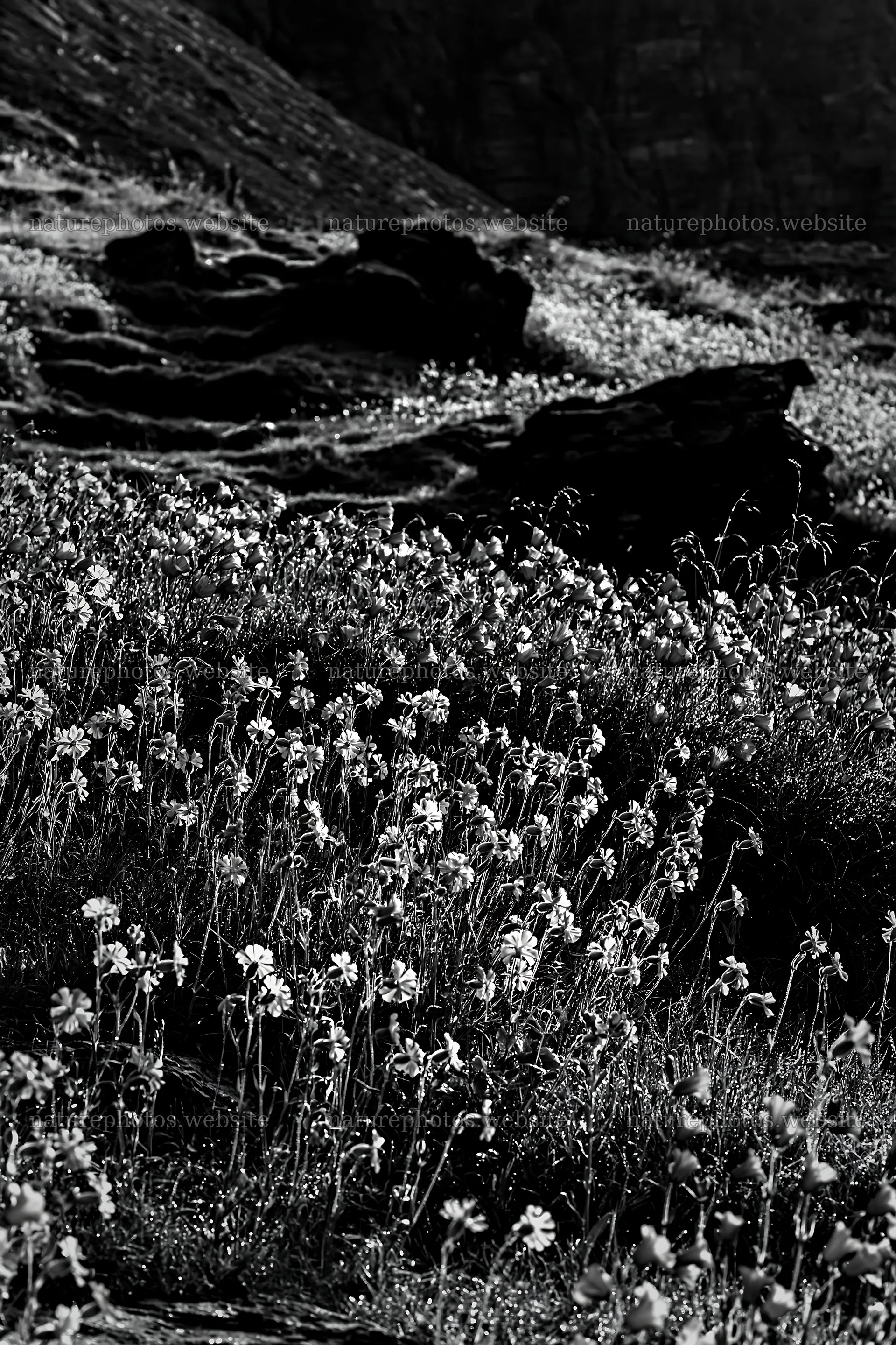 Campion bellflower meadow with rocks in a natural environment – nature photos 6480x9722