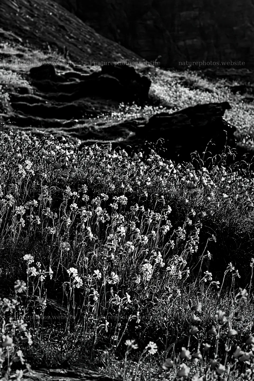 Campion bellflower meadow with rocks in a natural environment – nature photos 6480x9722