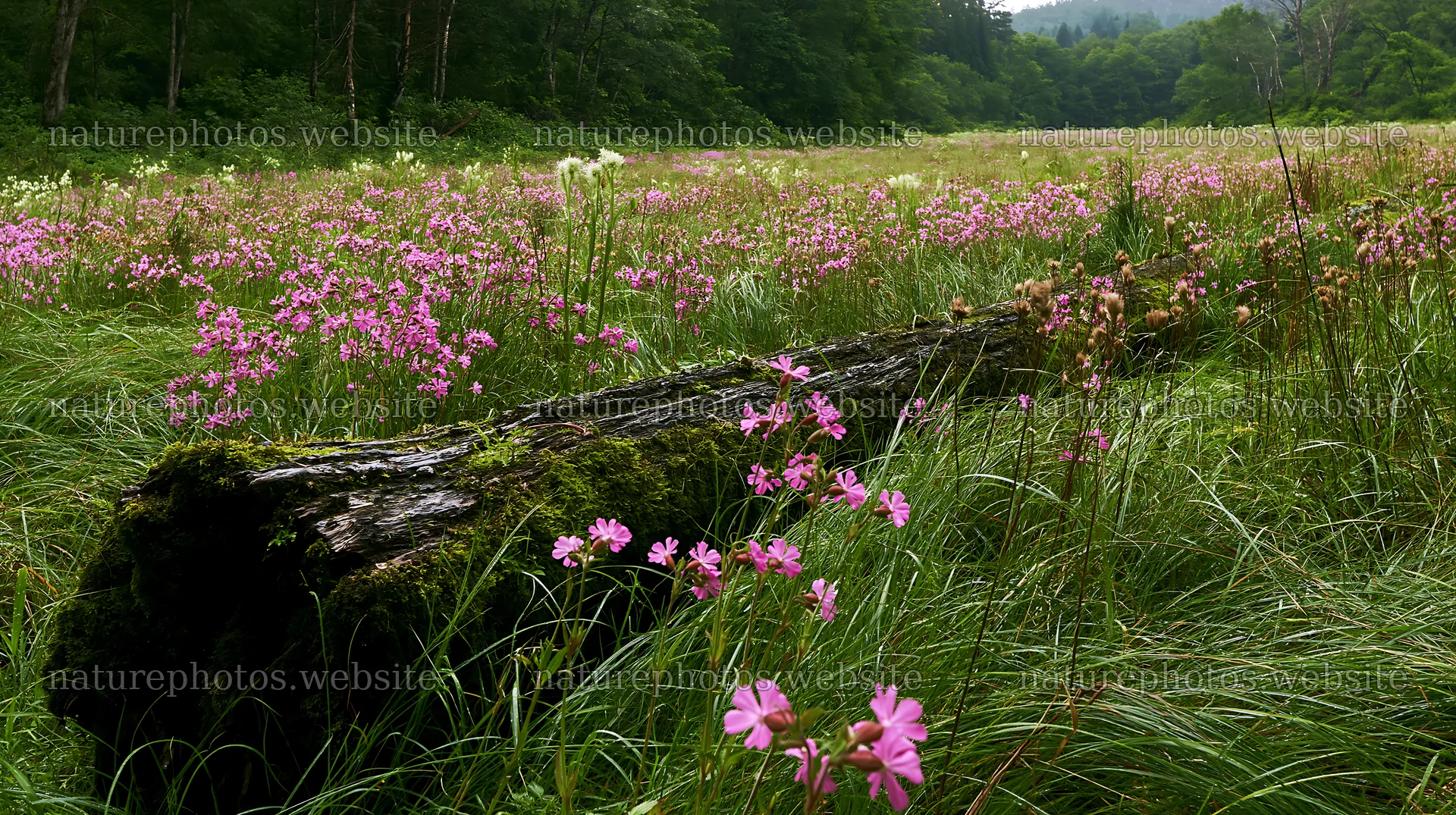 Gifu low carbon meadow with mossy log and wildflowers – nature photos 10608x5938